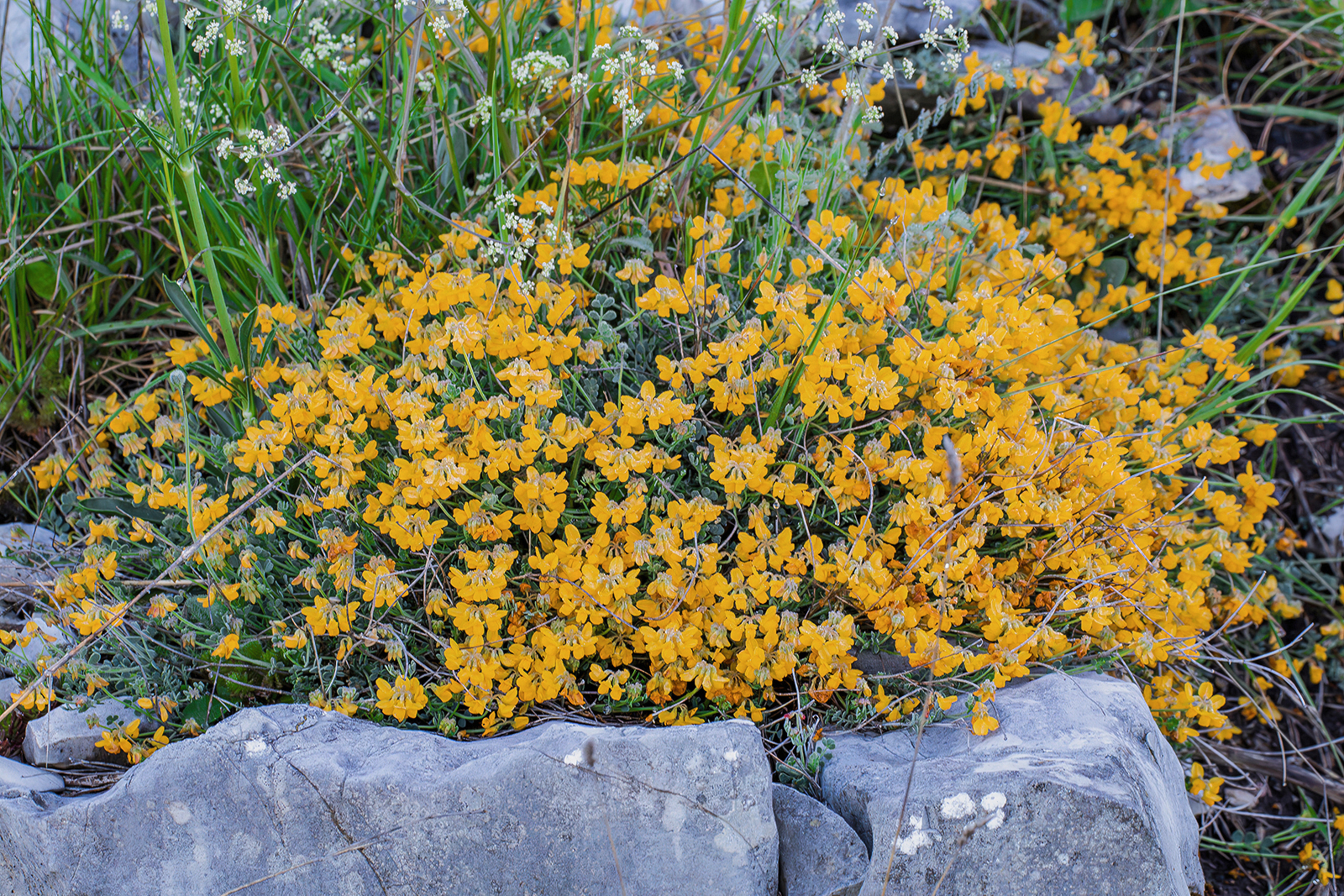 Flowers in the mountains