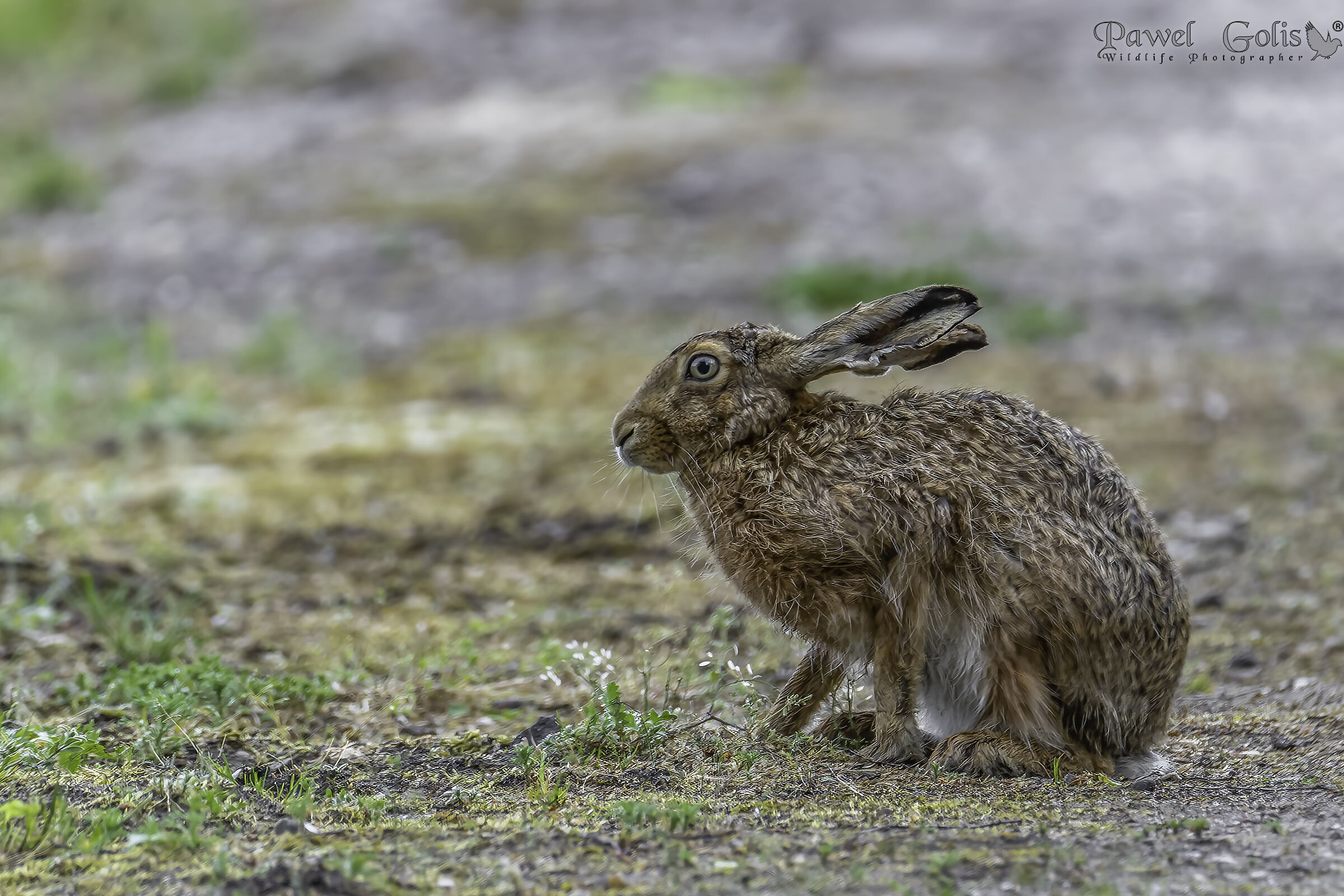 Lepre europea (Lepus europaeus)
