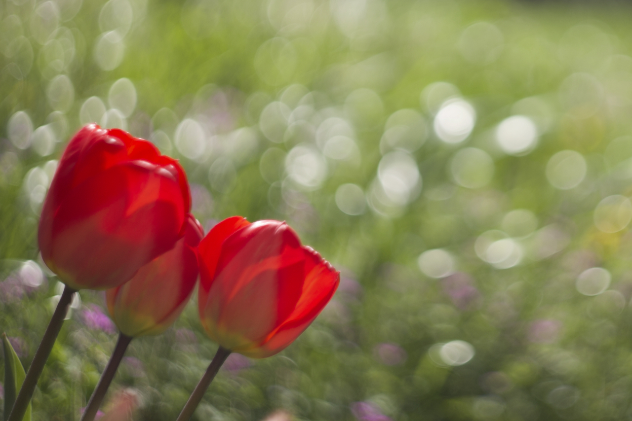 Swirly bokeh tulipani
