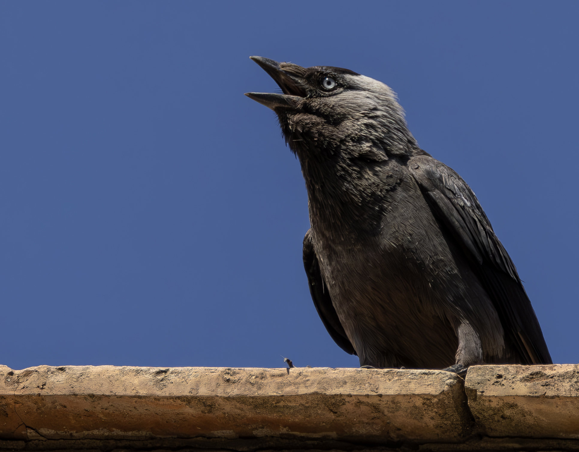 a croaking jackdaw