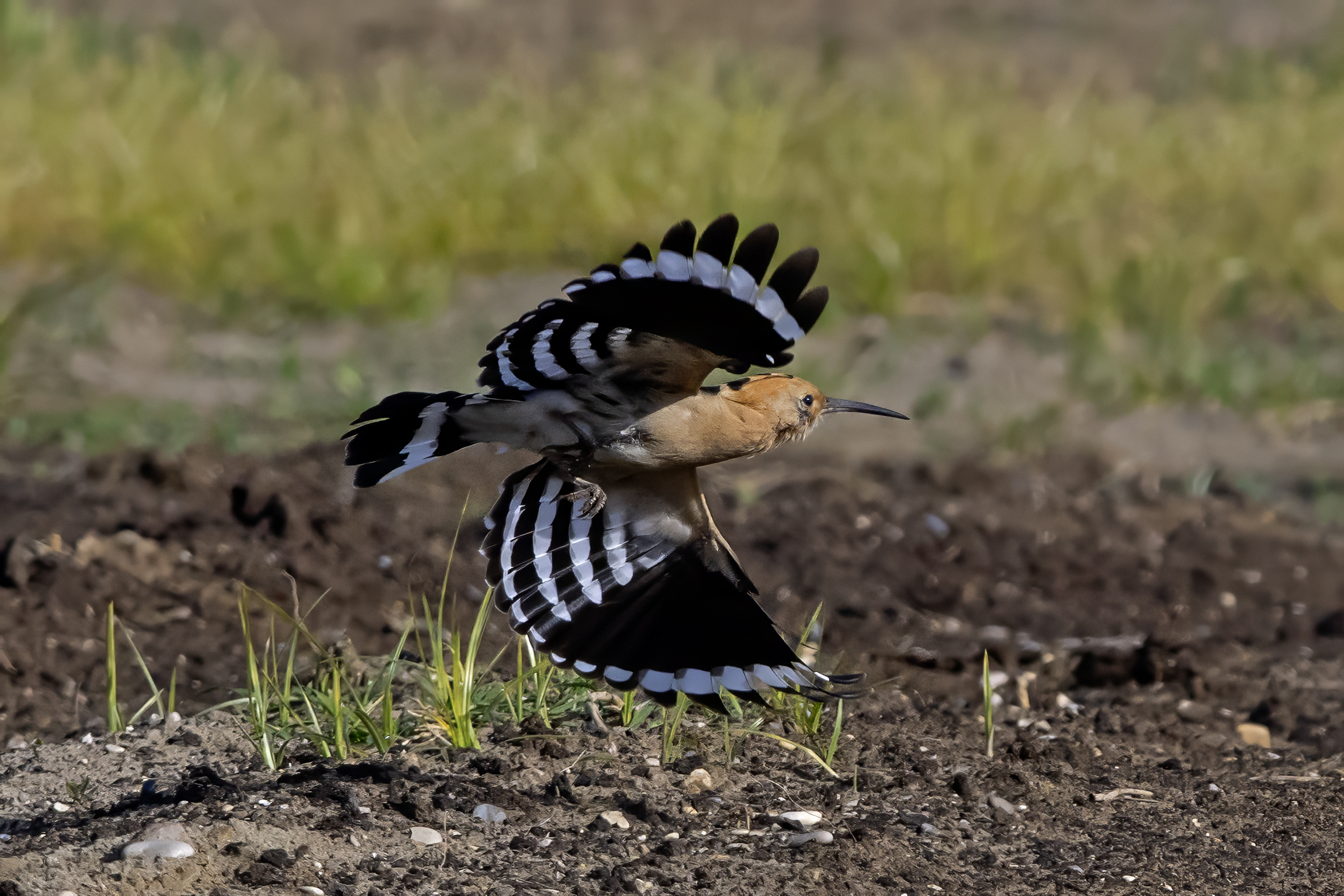 Hoopoe in flight