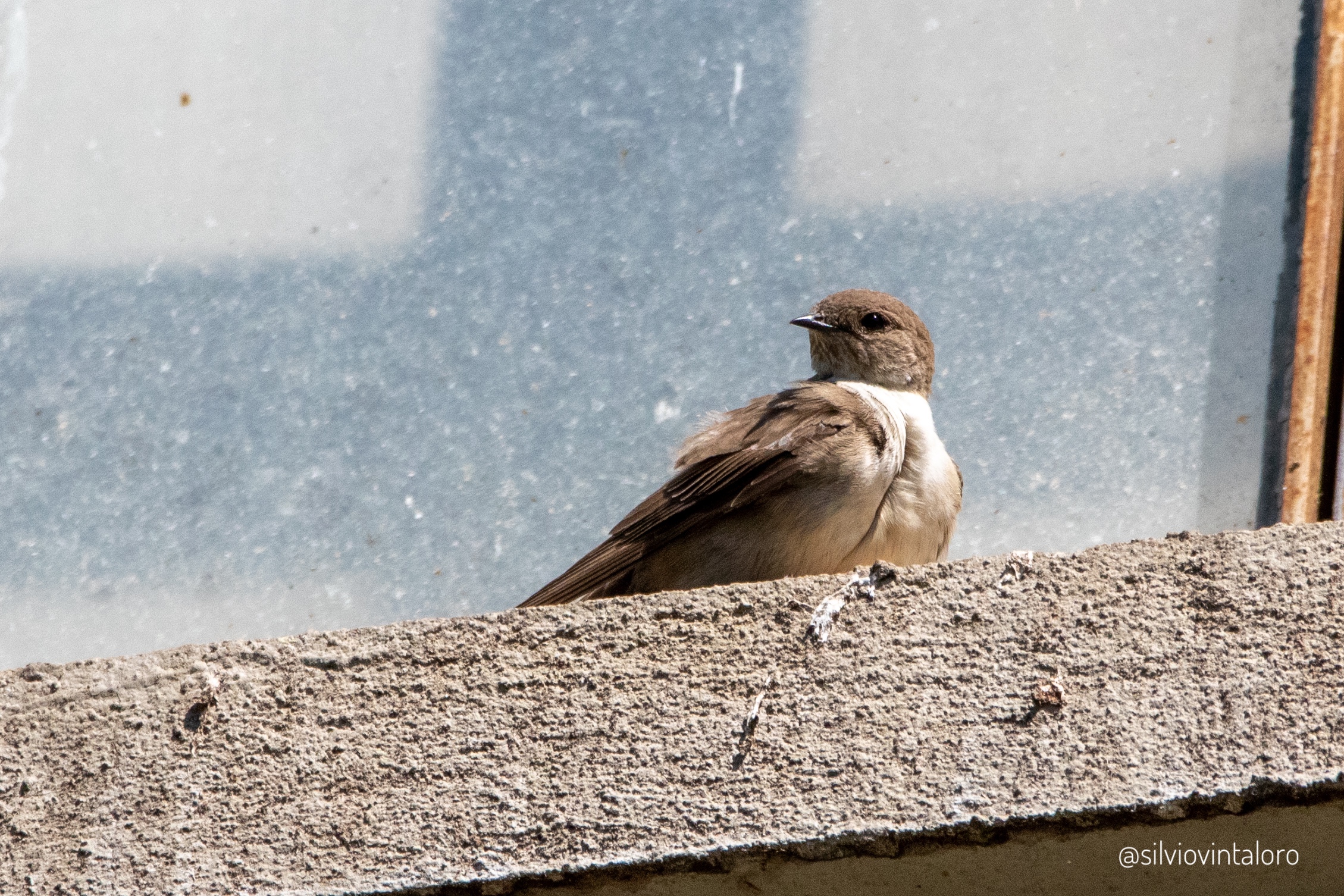 Mountain swallow