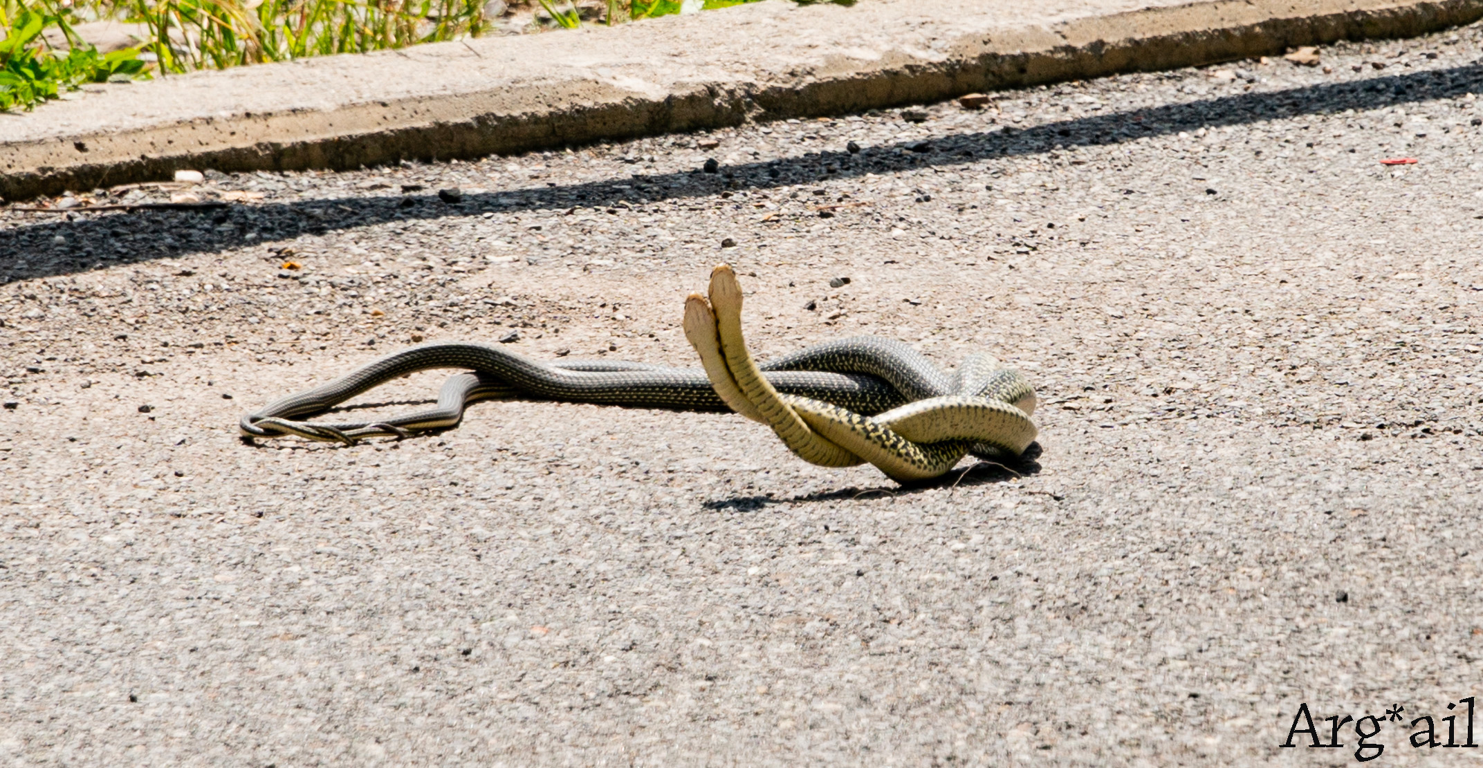 Snakes in love