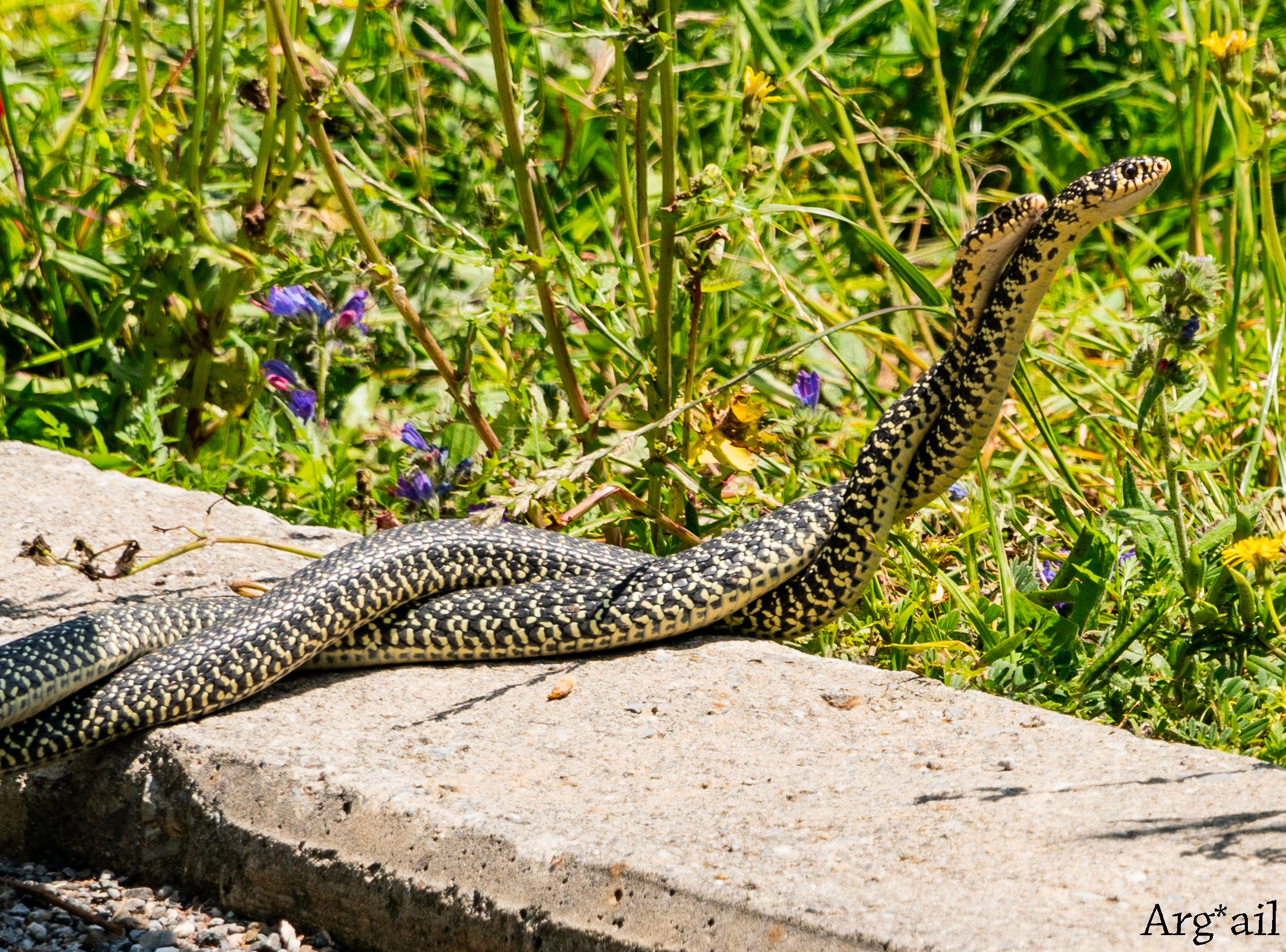 Snakes in love