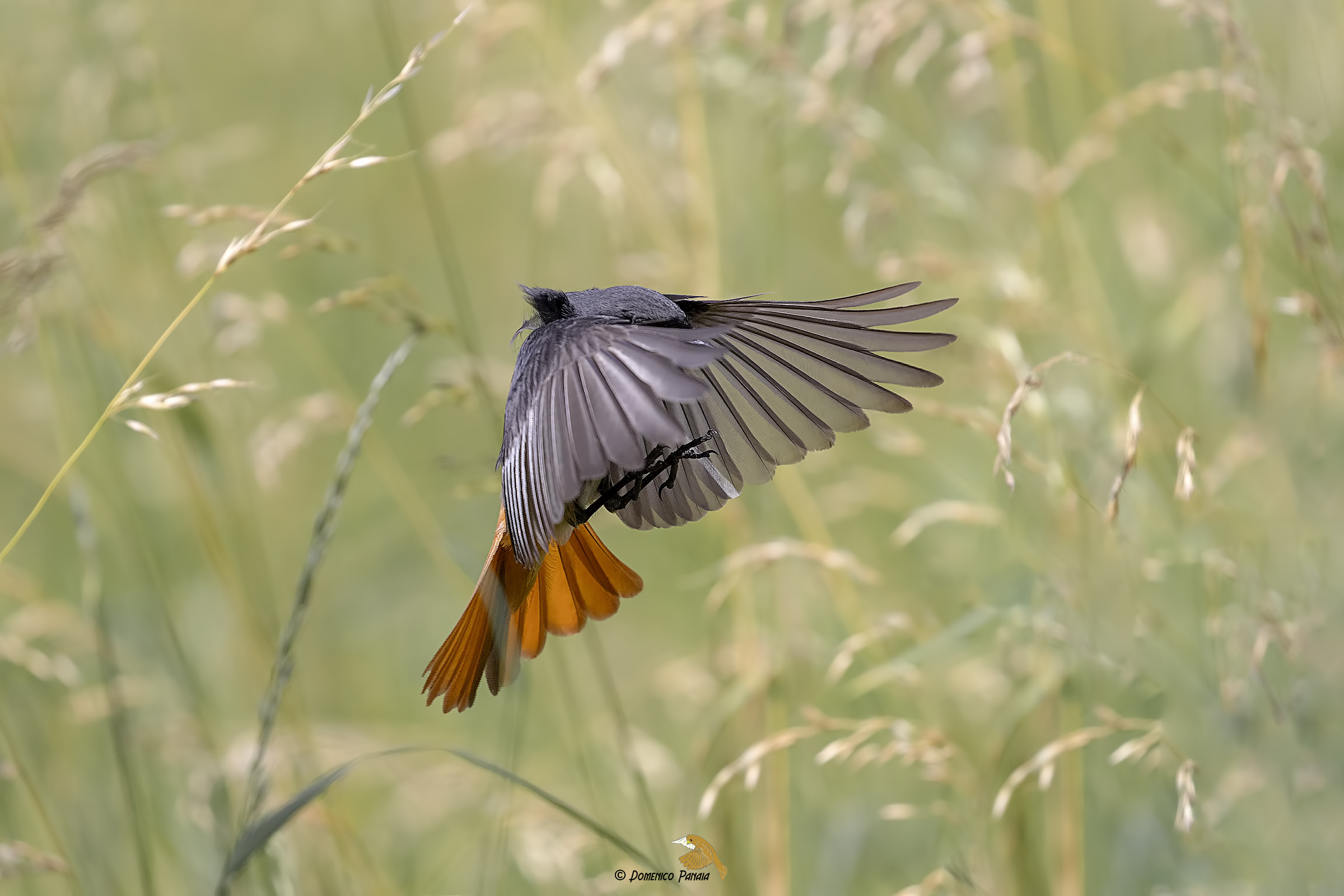 codirosso spazzacamino