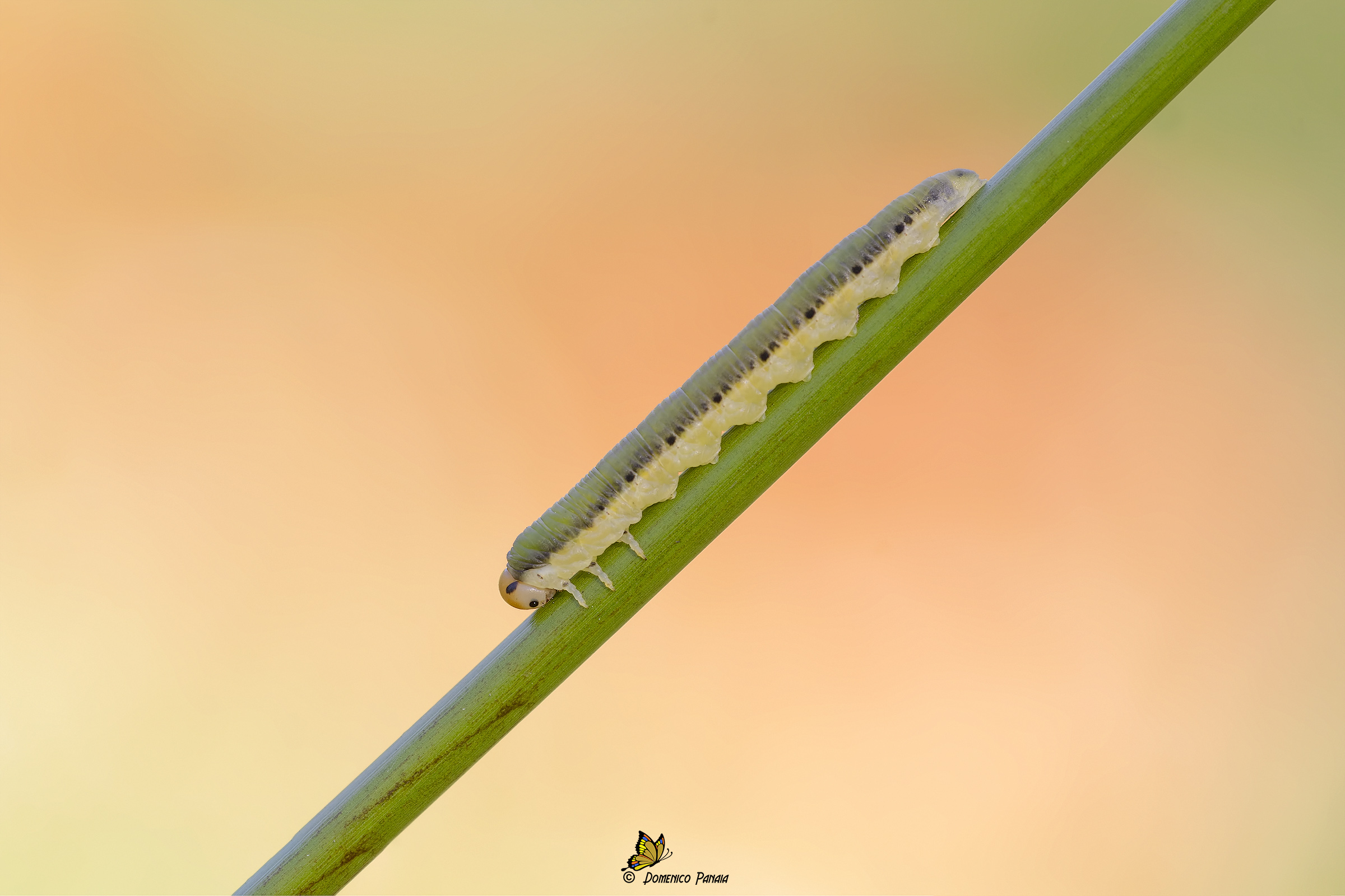 Dolerus vestigialis ?