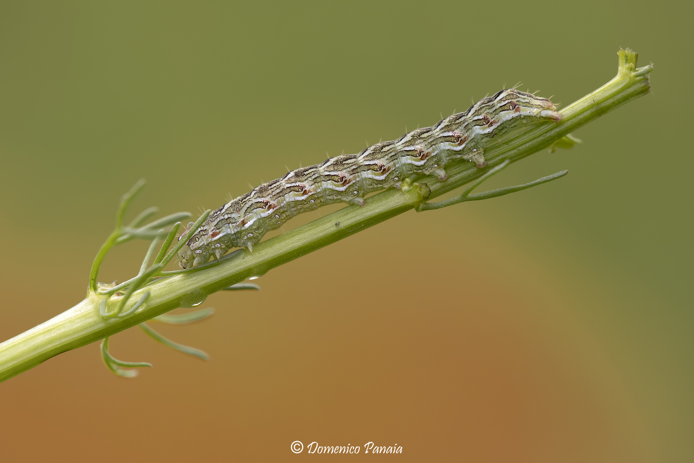 Cucullia chamomillae