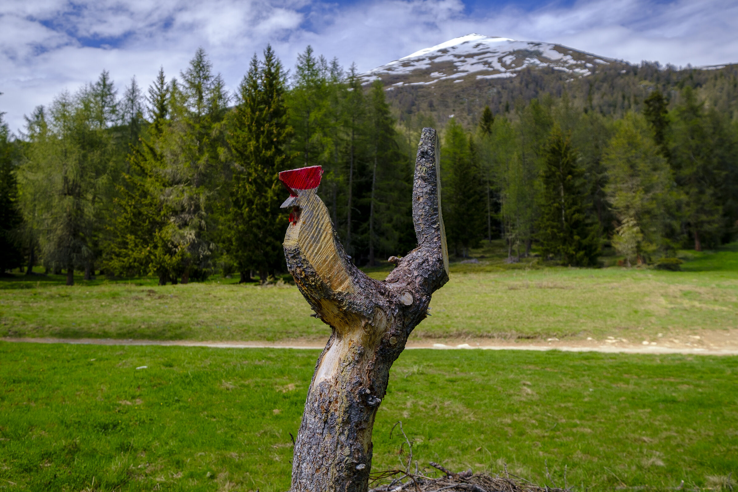 The second life of a tree