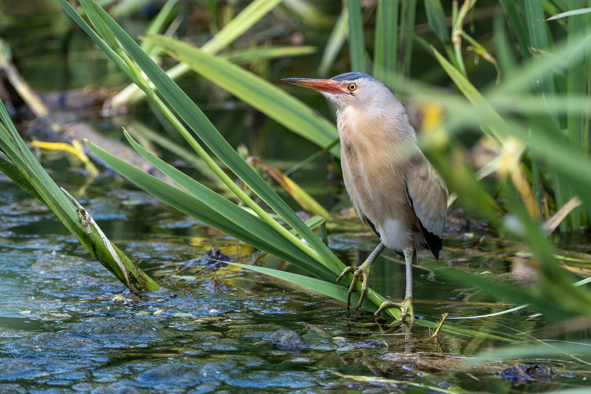 Little bittern