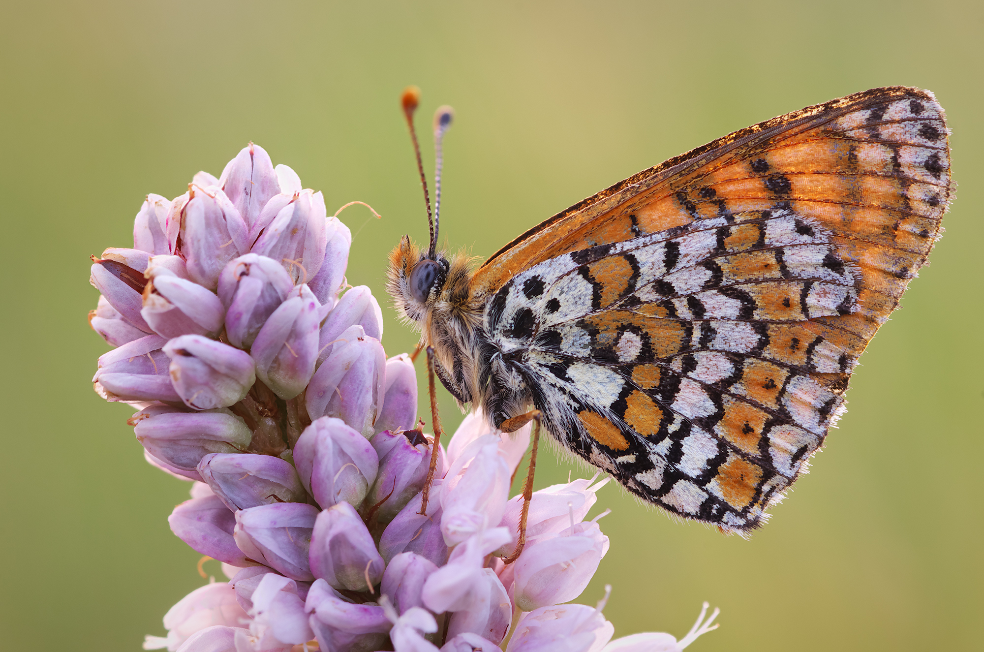 Melitaea cinxia