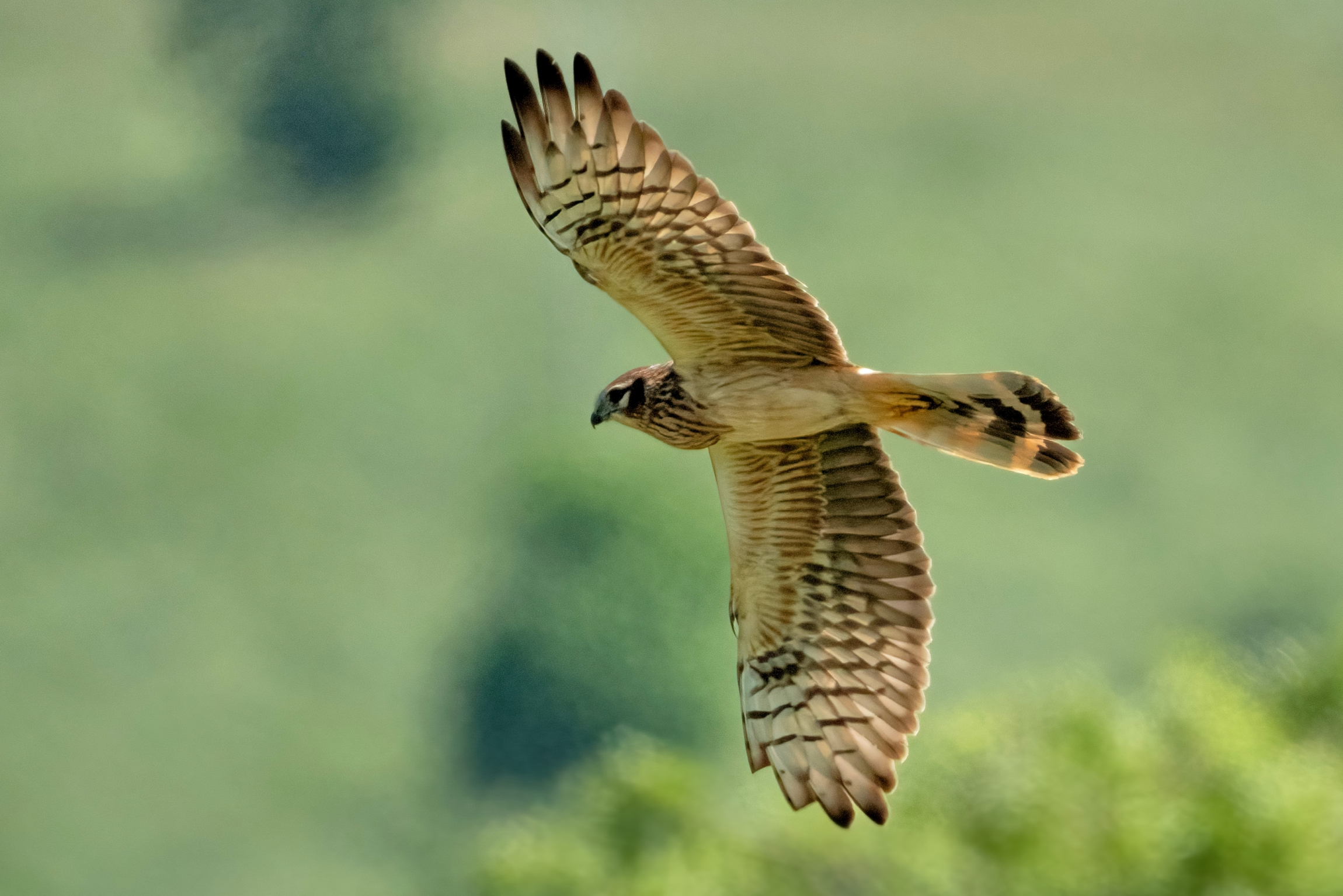 Hen harrier (Circus pygargus)