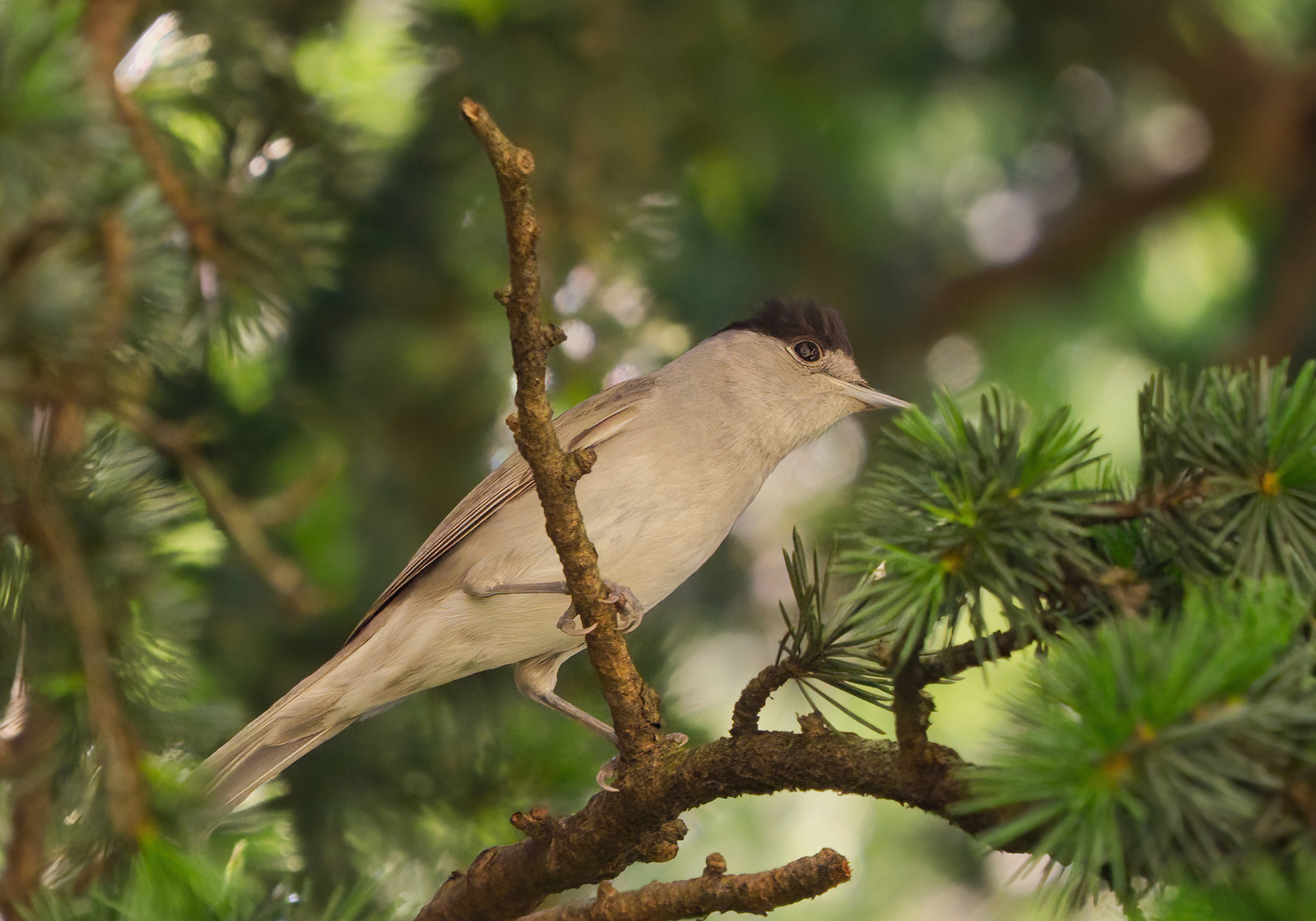 I wonder why they call me blackcap