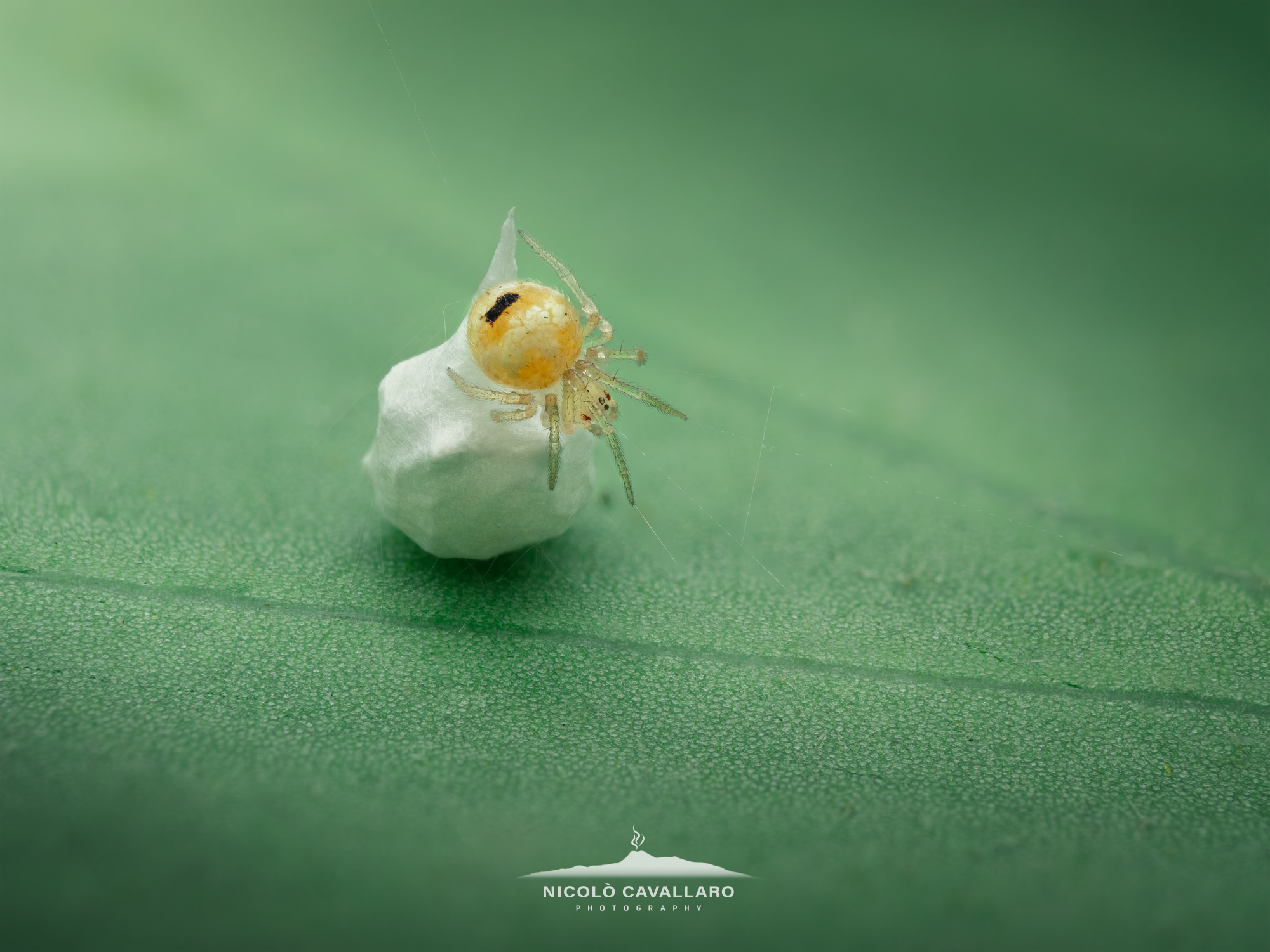 Baby spider