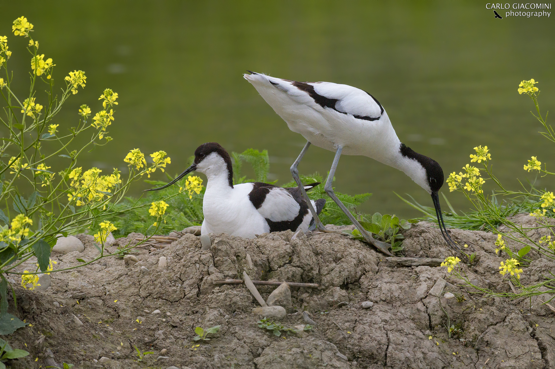Avocette