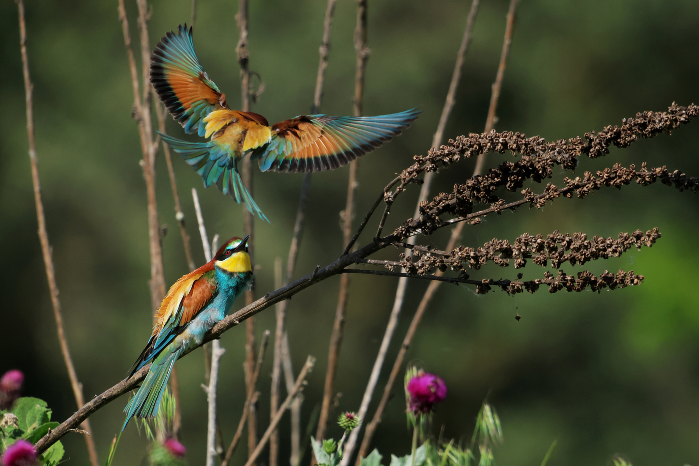 Bee-eaters