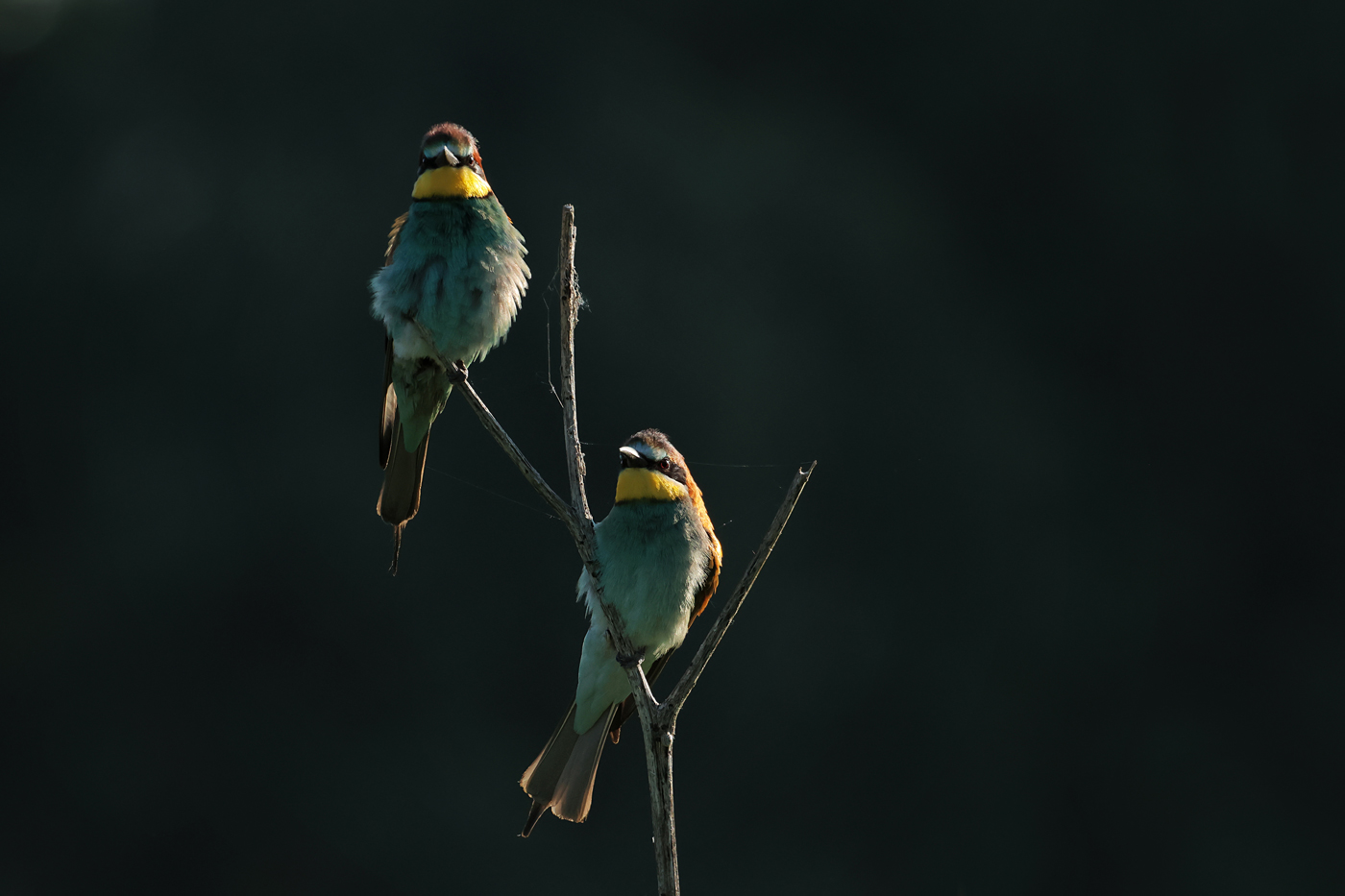 Bee-eaters
