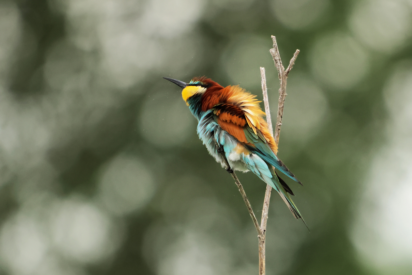 Bee-eater