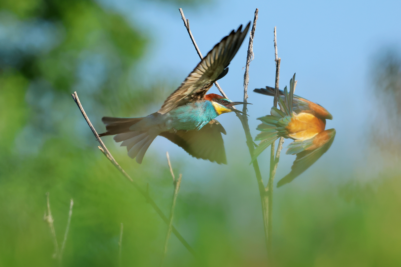 Bee-eaters
