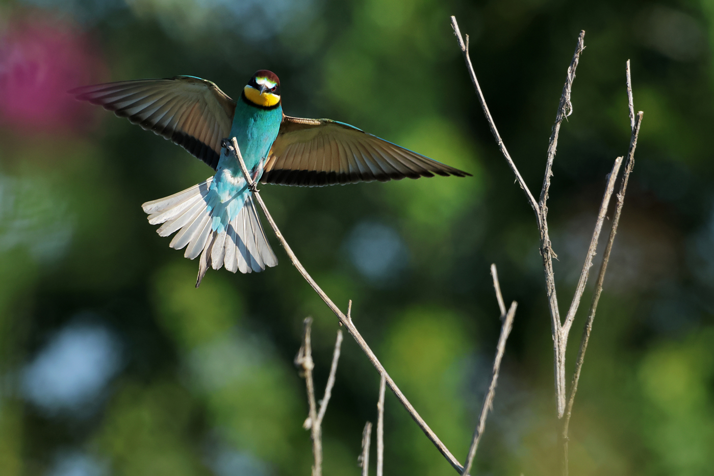 Bee-eater