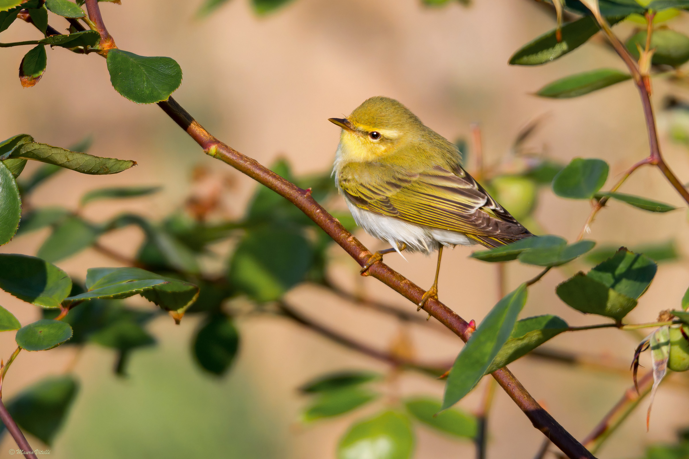 Green Warbler (Phylloscopus sibilatrix)