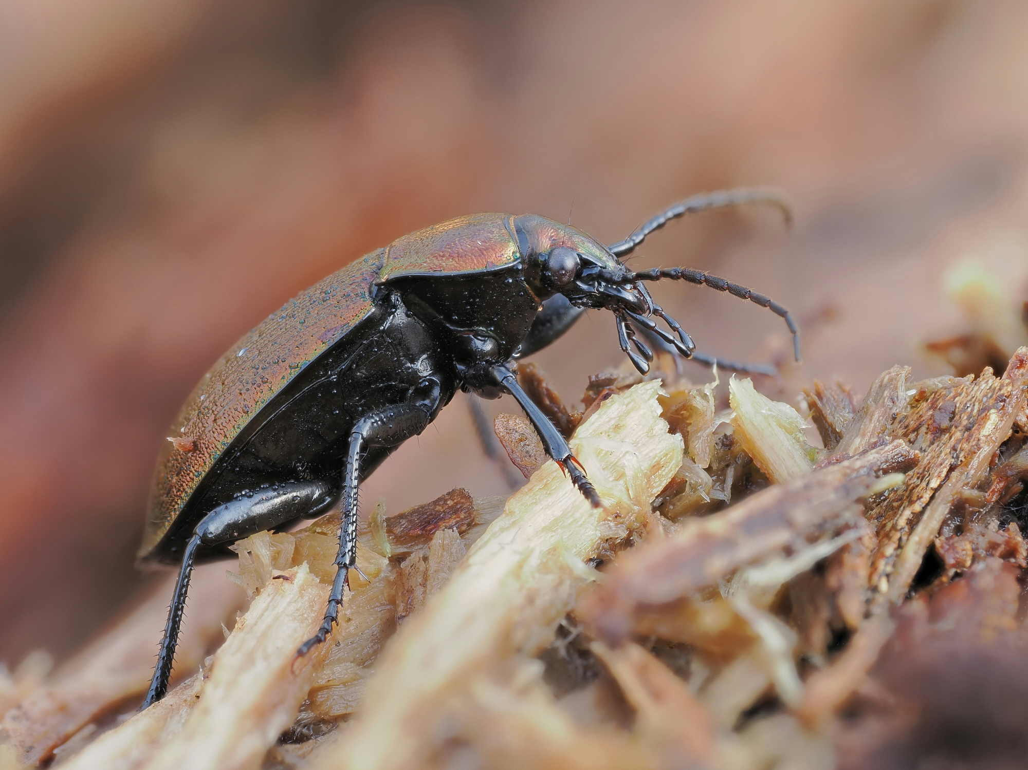 Carabus arvensis - femmina