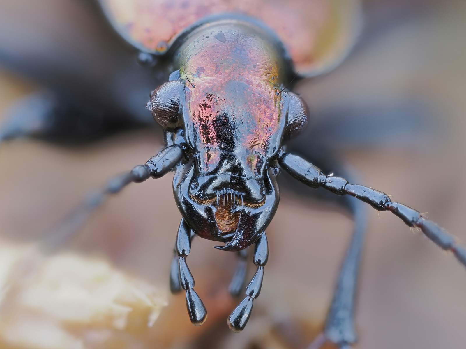 Carabus arvensis - femmina