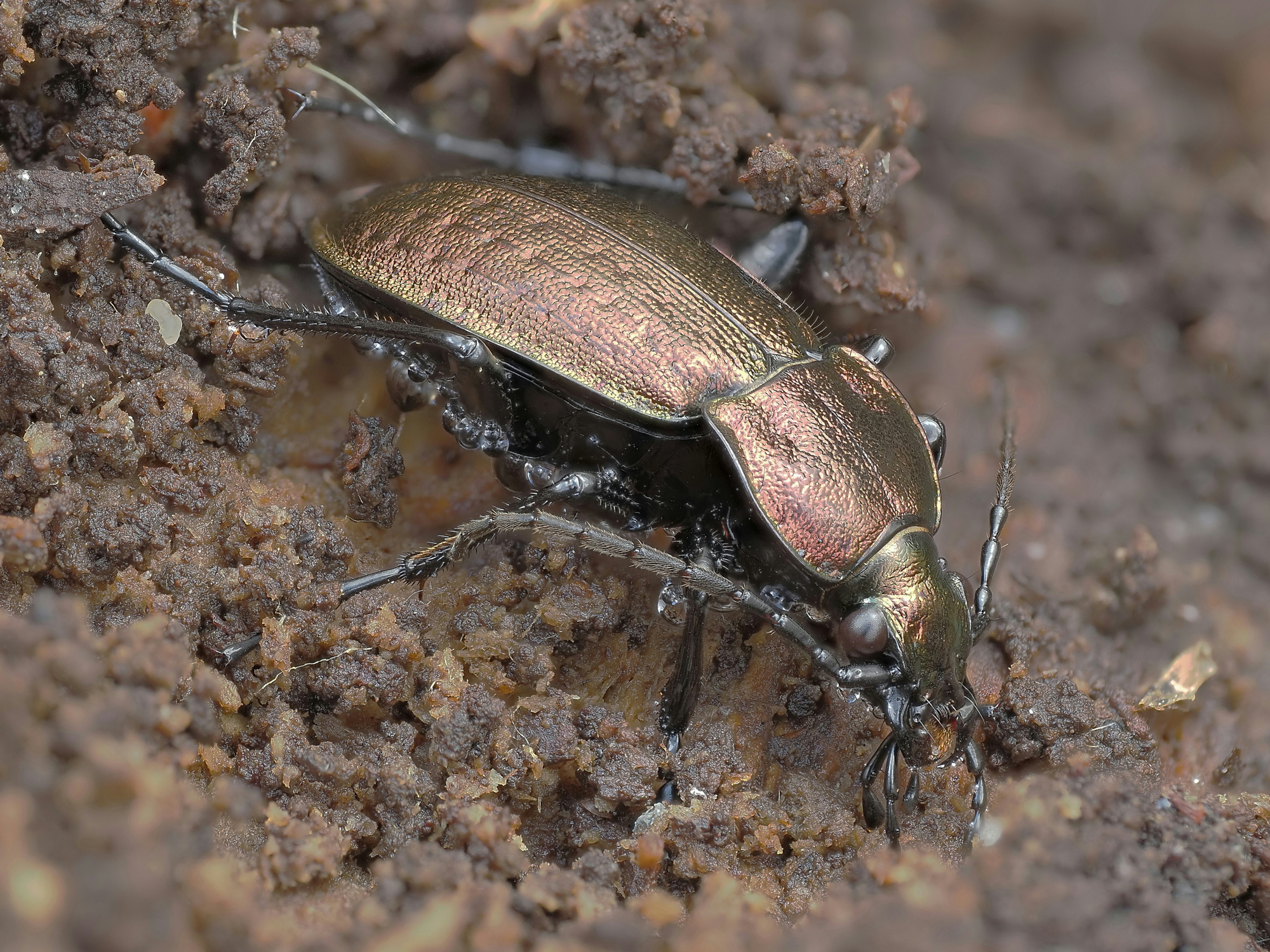Carabus arvensis - maschio