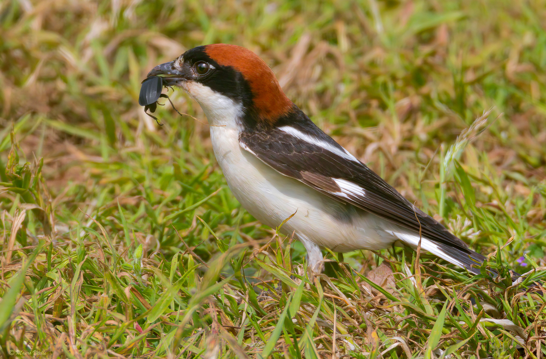 Red-headed Shrike (Lanius senator)