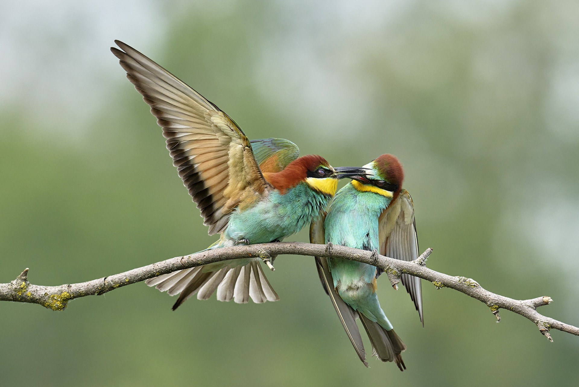 Discussioni tra vicini