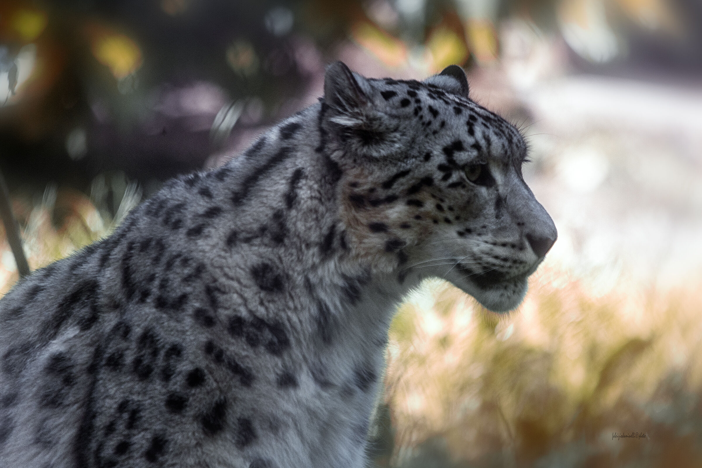 Snow leopard