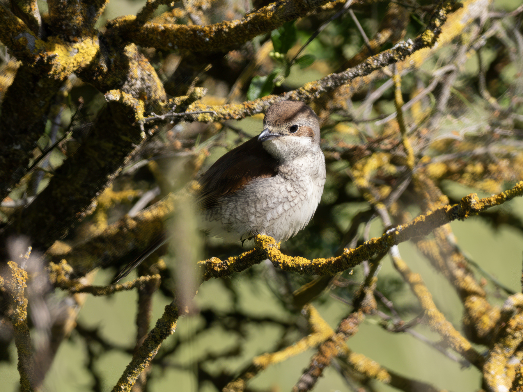 Woodchat shrike