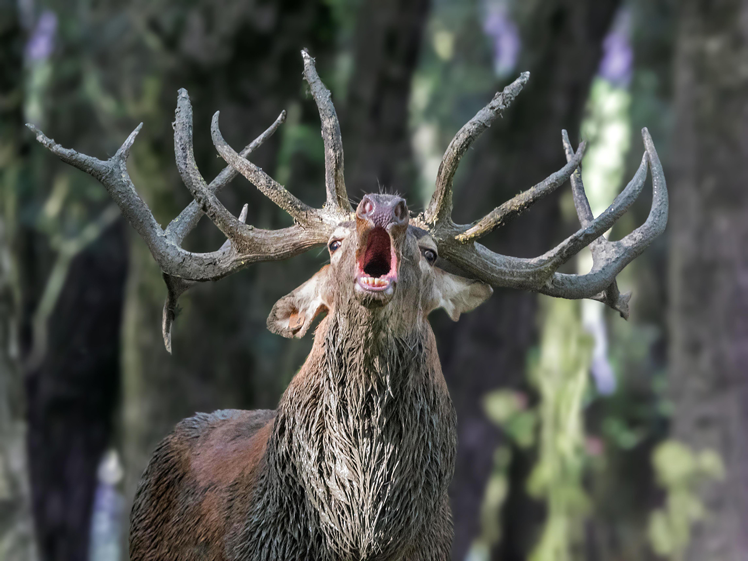 Cervo nobile - Cervus elaphus