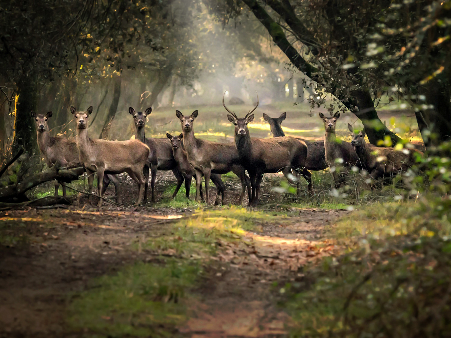 Cervi delle dune - Cervus elaphus italicus