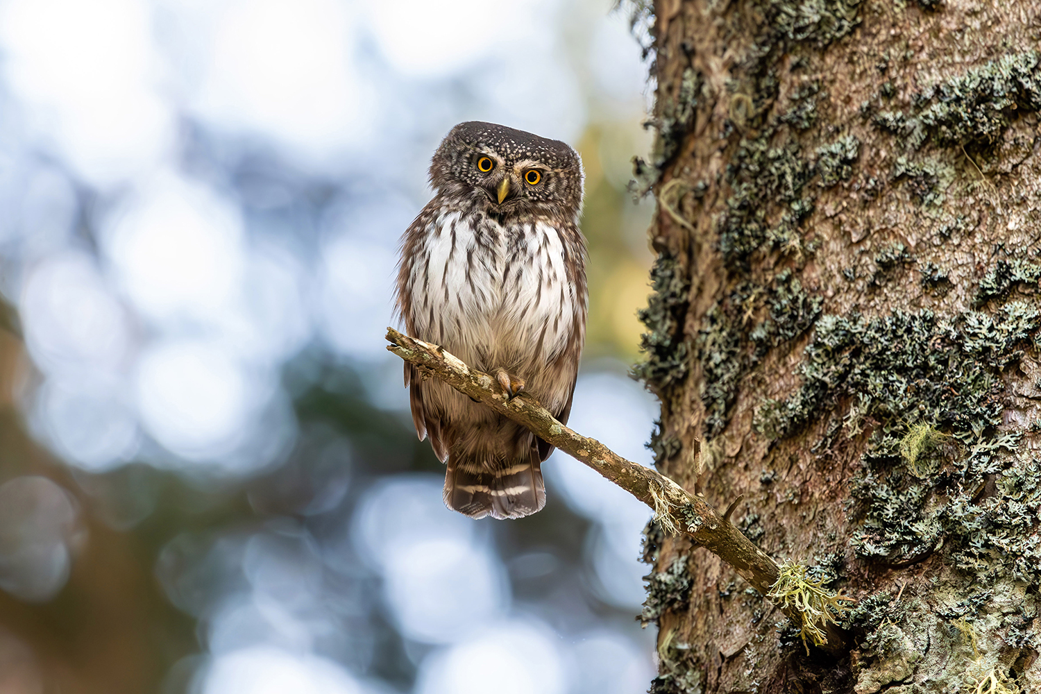 Civetta nana (Glaucidium passerinum)