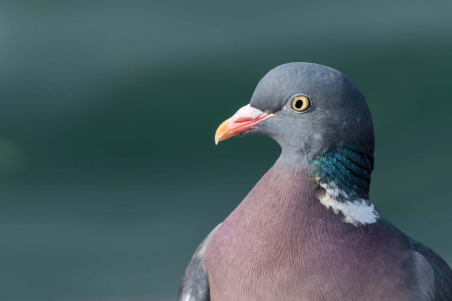 Colombaccio (Columba palumbus)