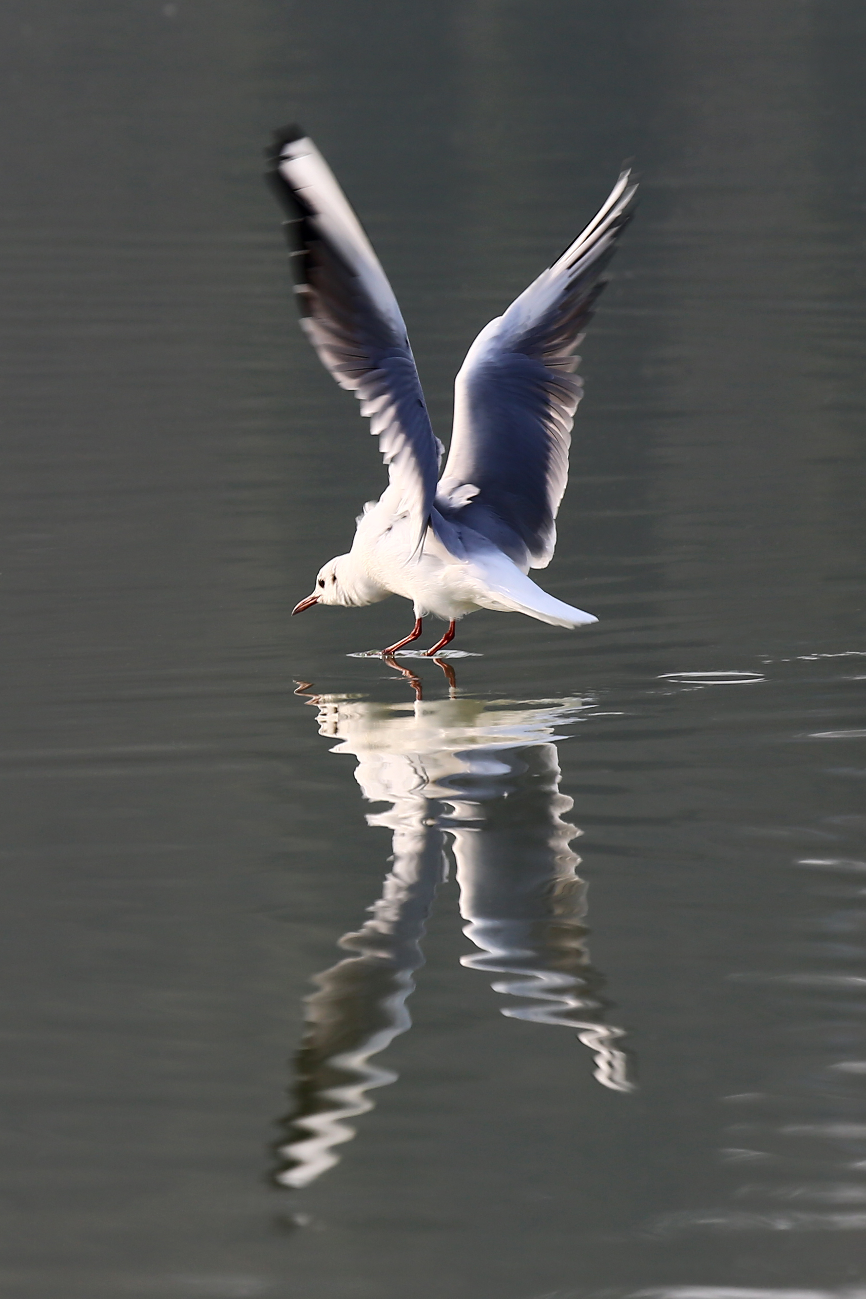 Atterraggio del gabbiano