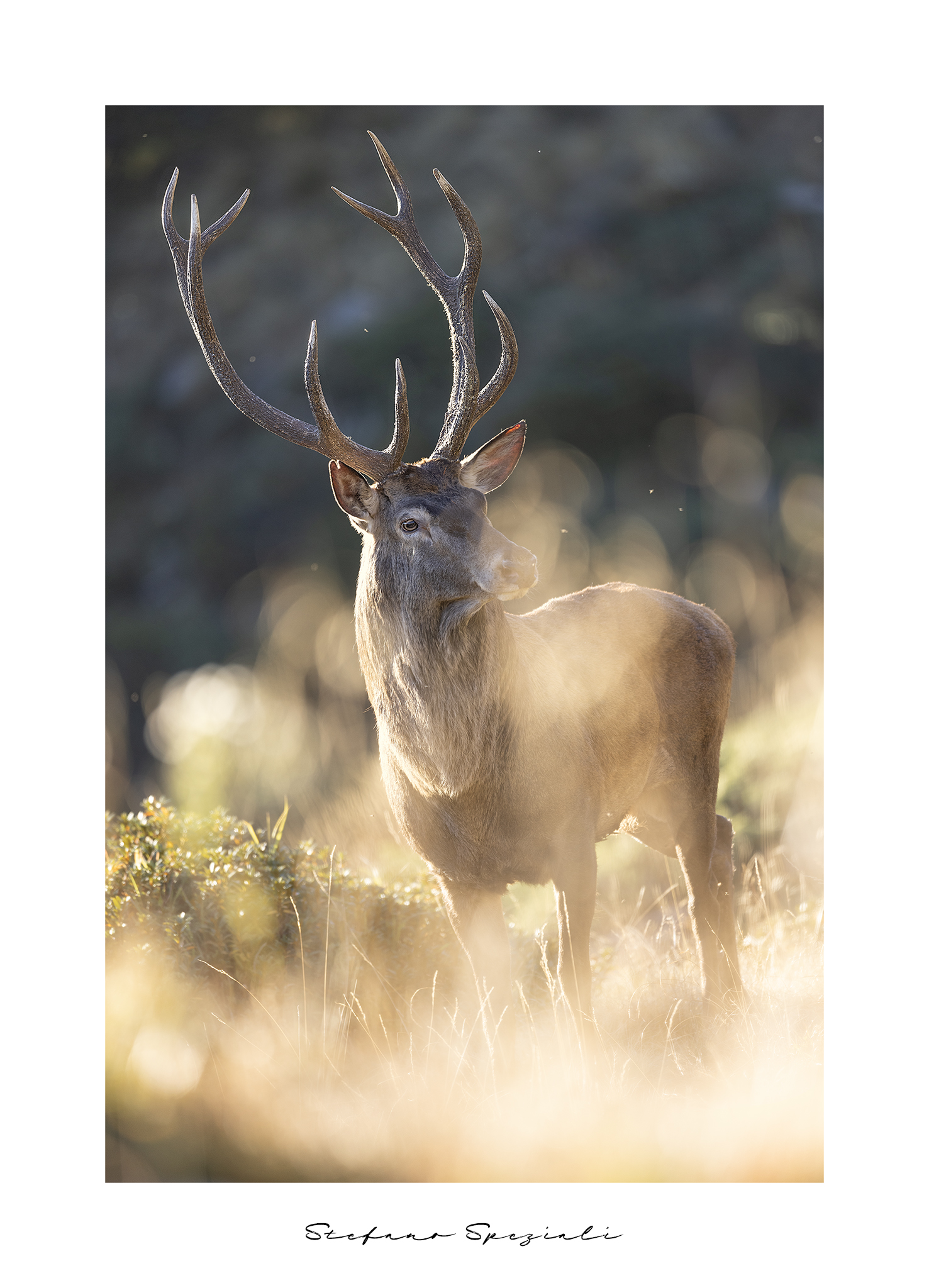 Red deer - Cervus elaphus