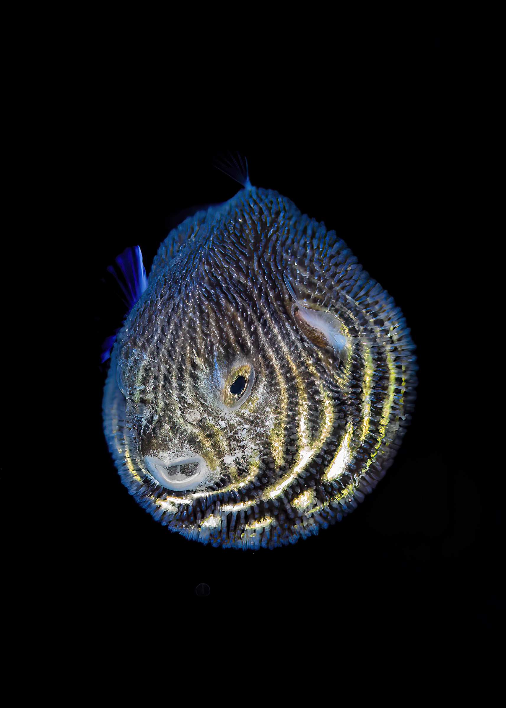 juvenile porcupine fish Arothron stellatus