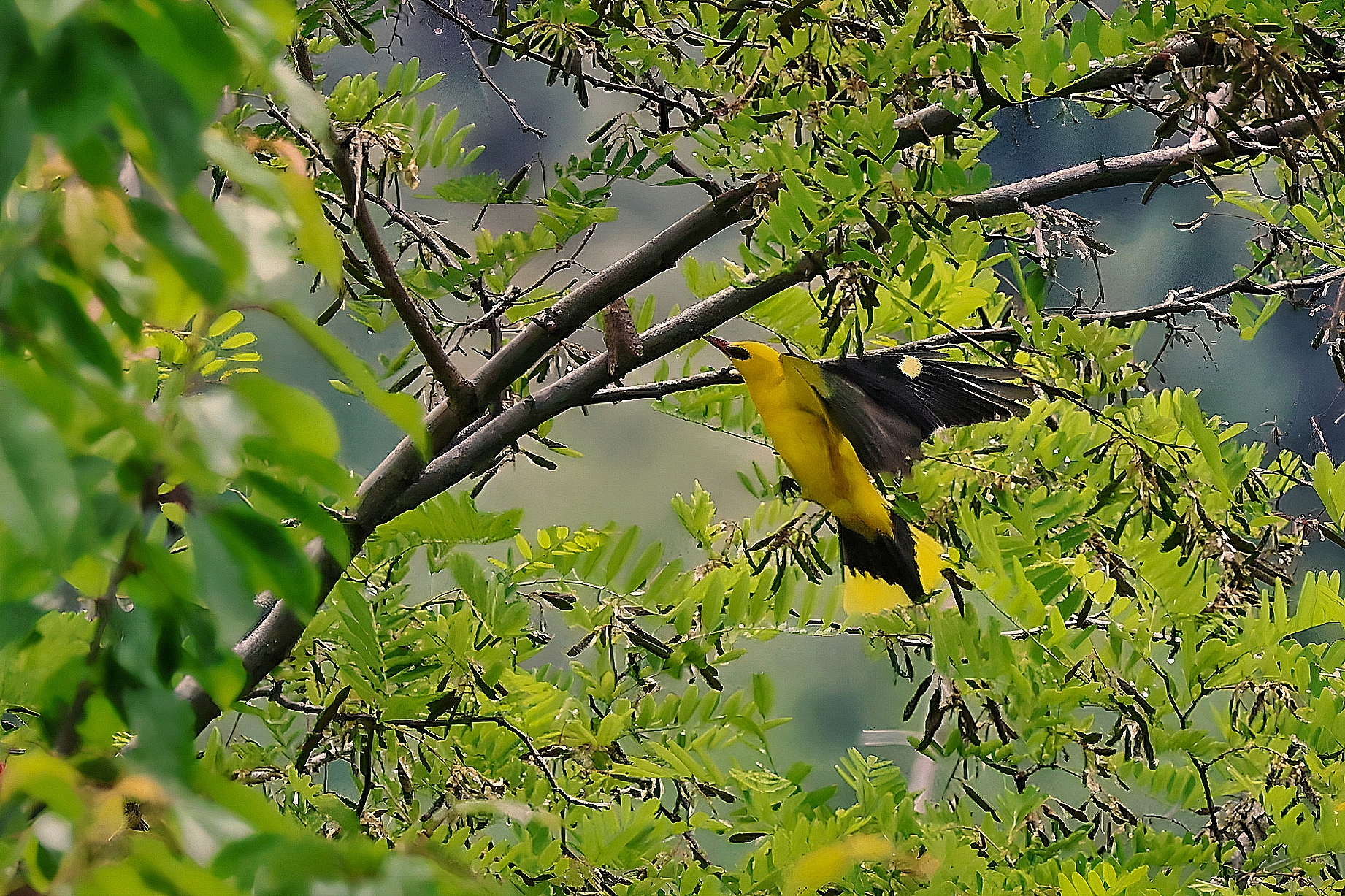 Oriolus oriolus _ Rigogolo