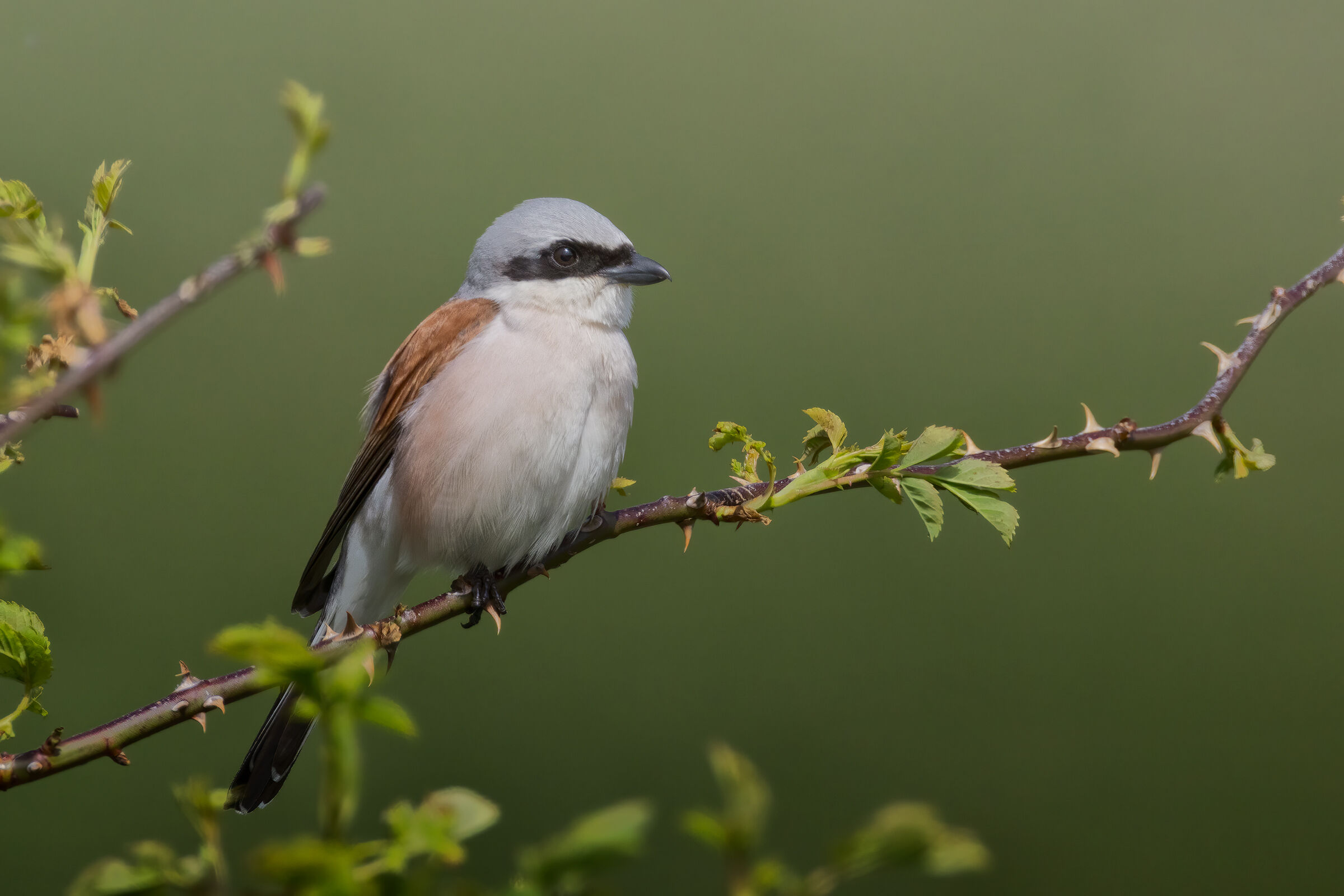 Avèrla piccola maschio