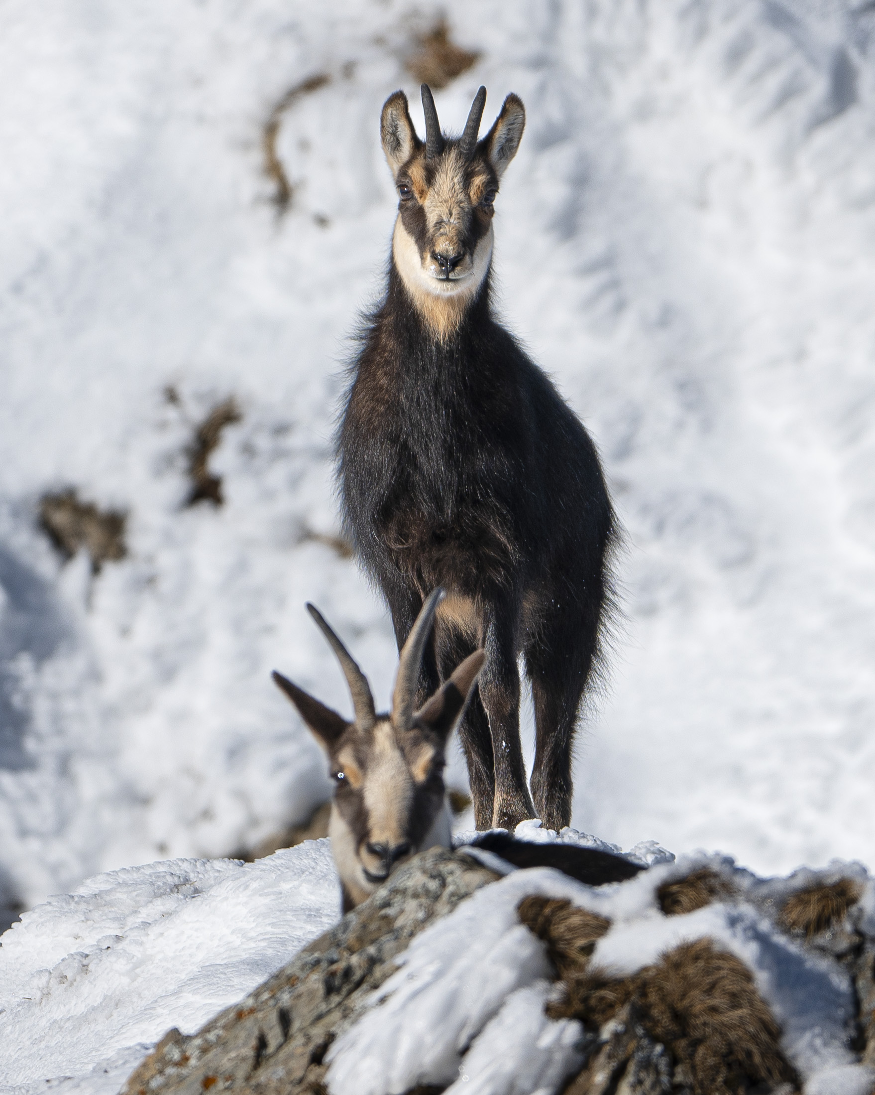 Chamois with small