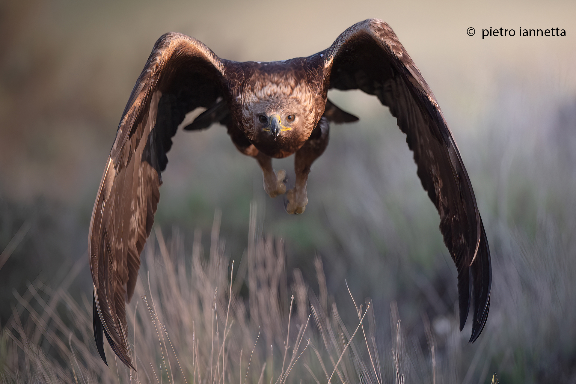 Incontro con l'quila Reale