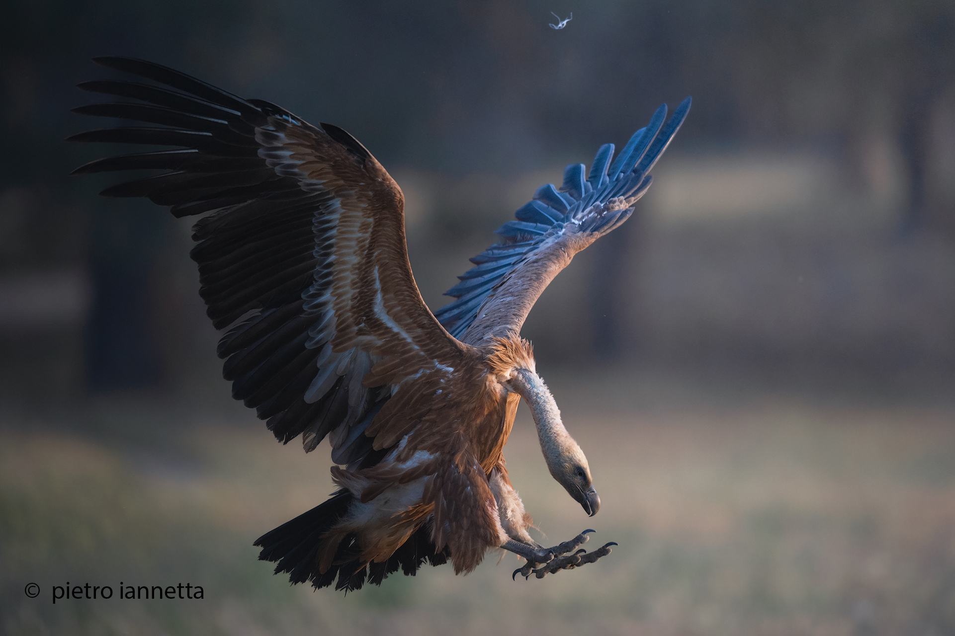 L'arrivo del Grifone