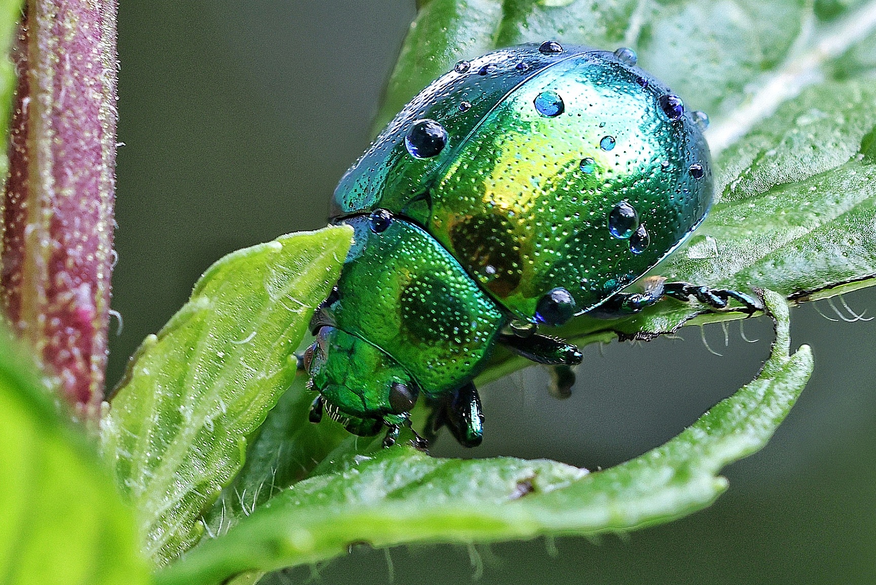 Chrysolina herbacea