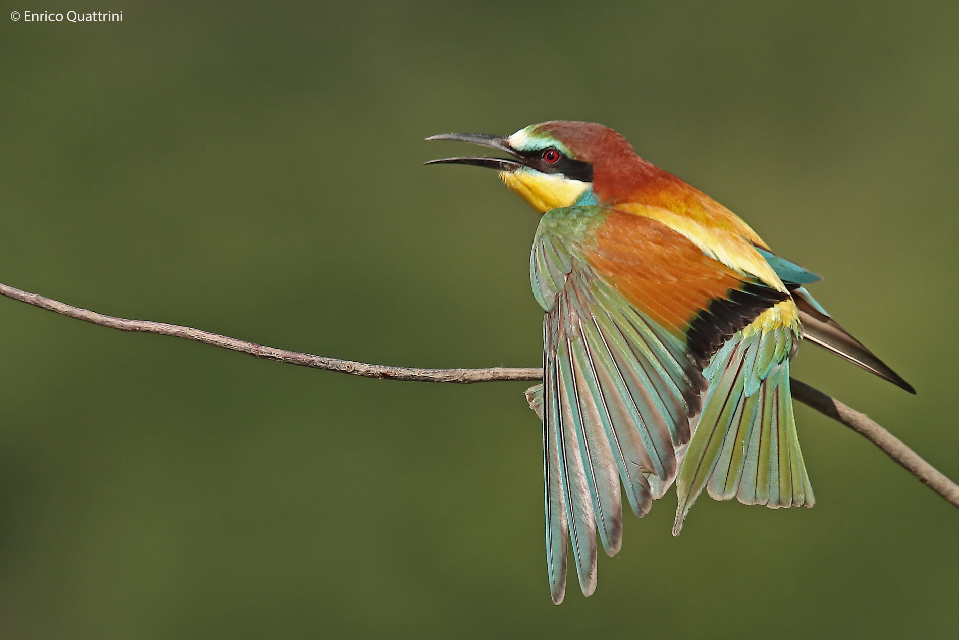 Bee-eater