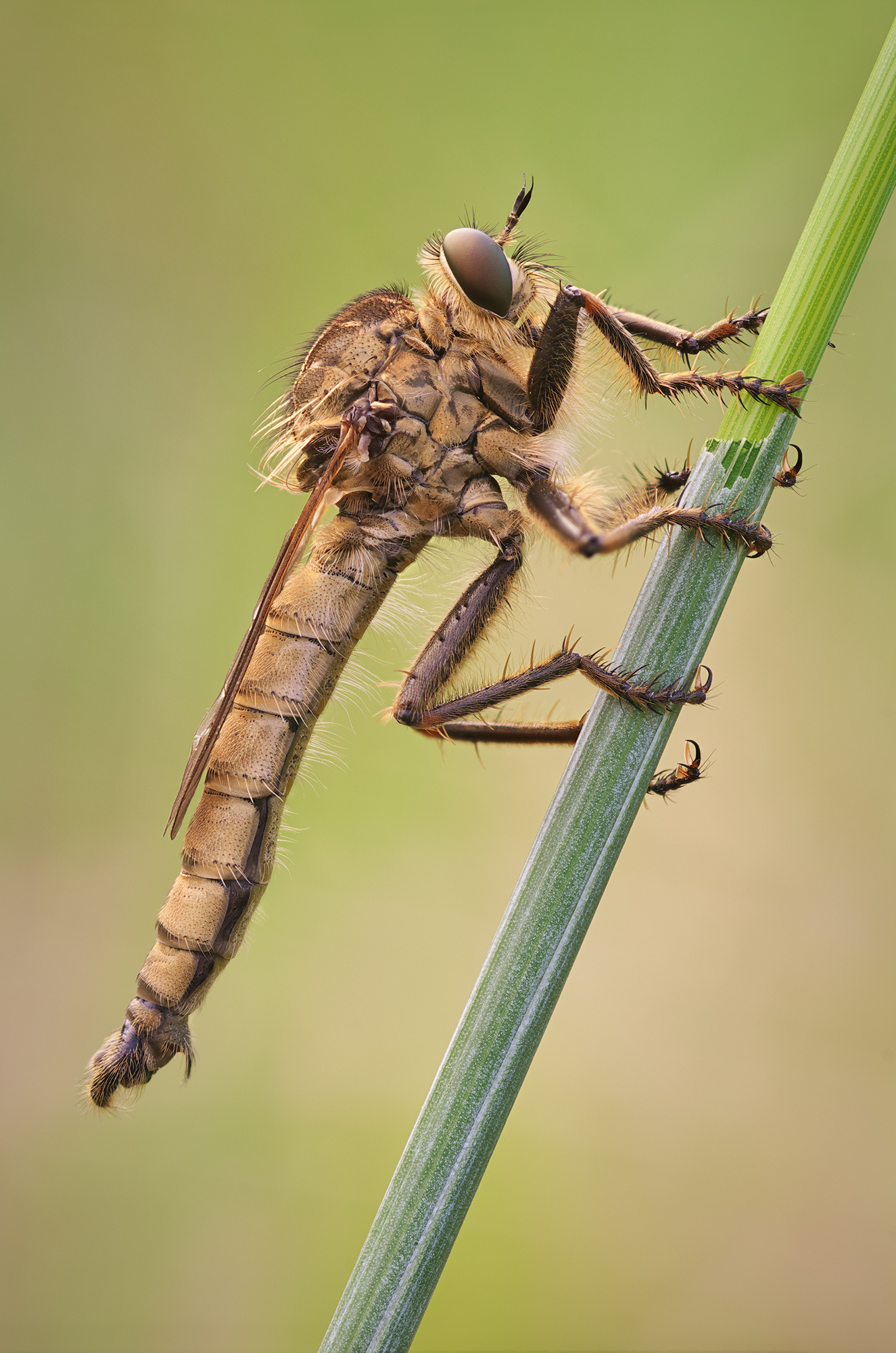 Asilidae