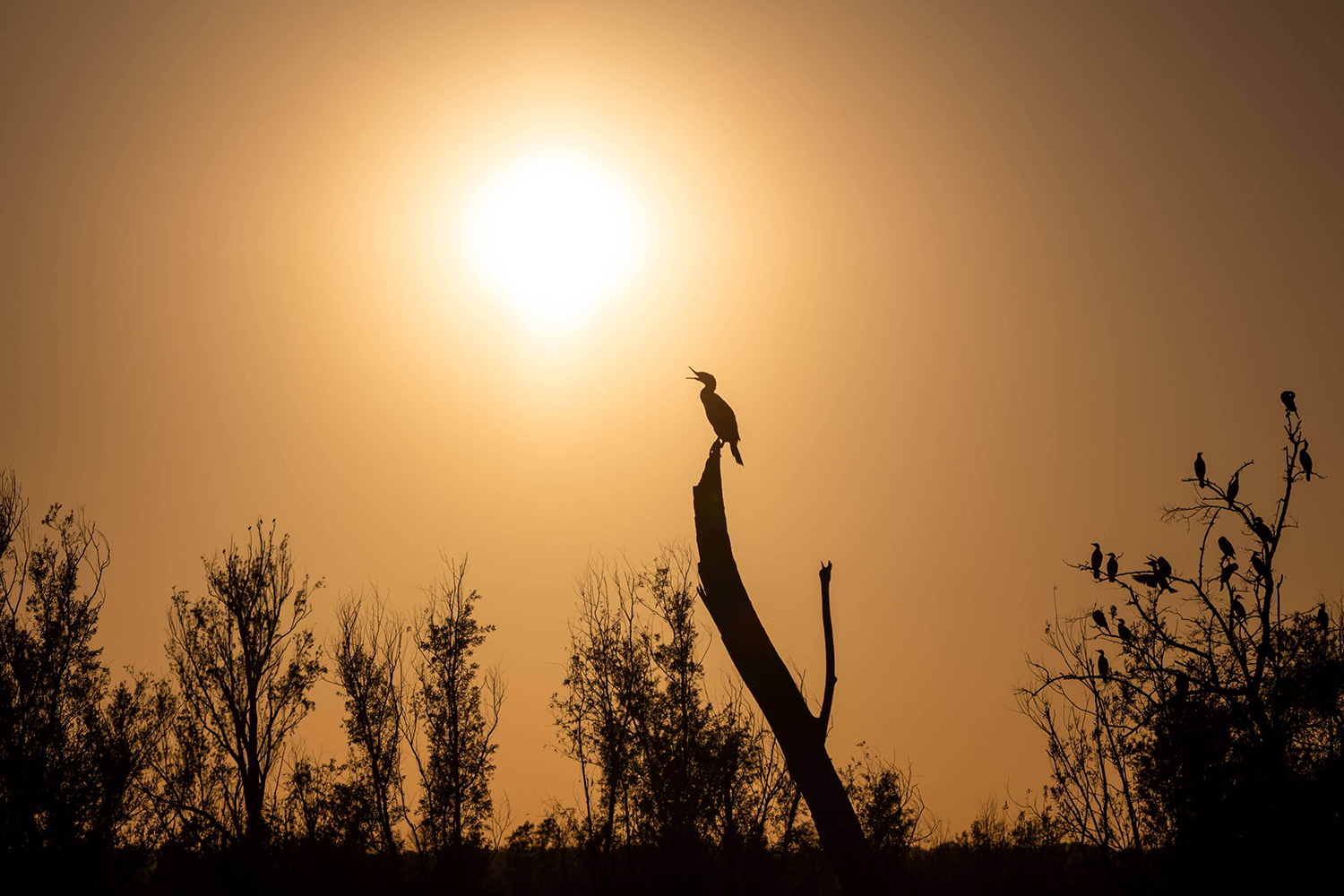 Saluto al sole - Cormorano (Phalacrocorax carbo)