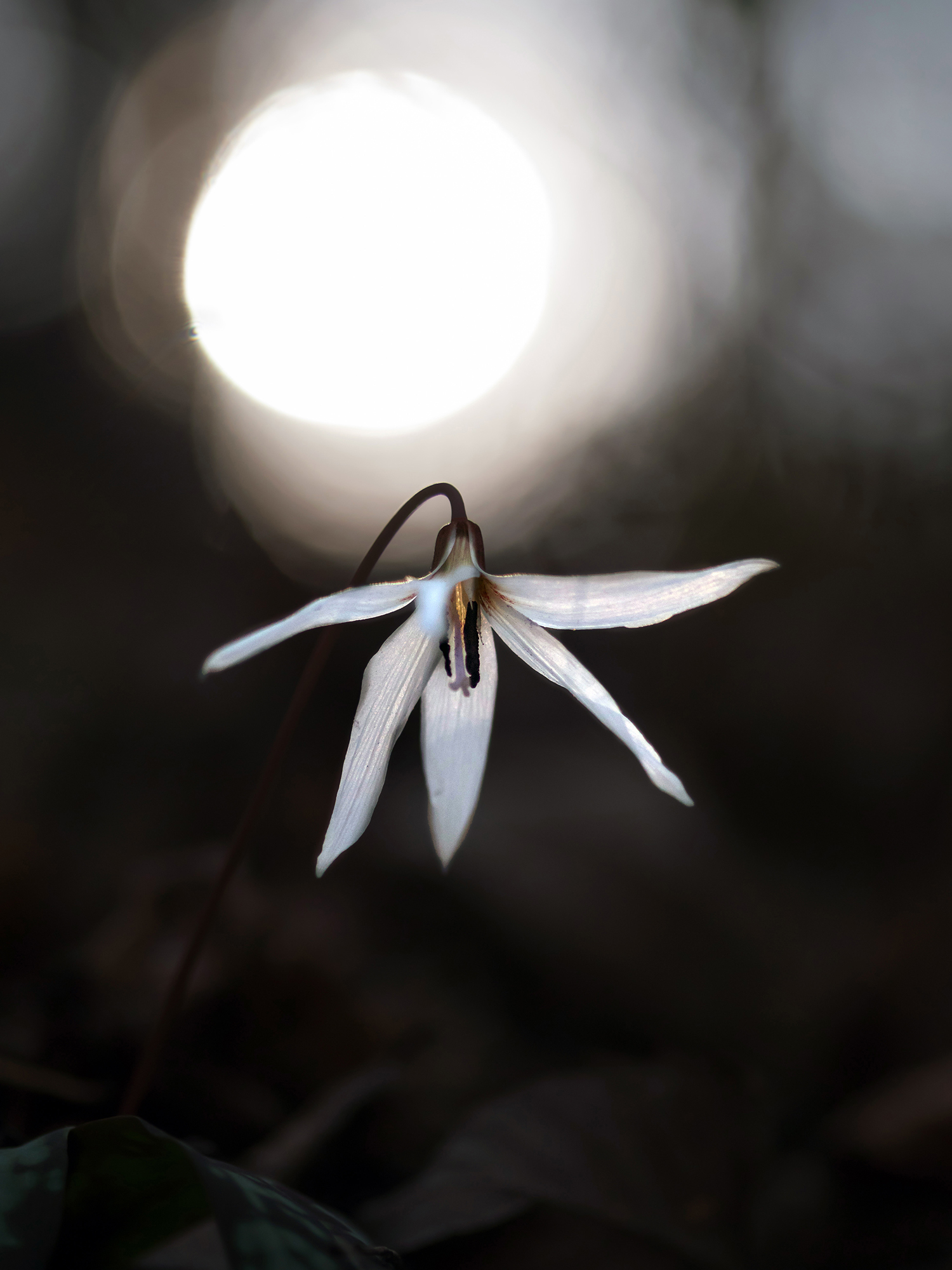 Dente di cane - Erythronium dens-canis