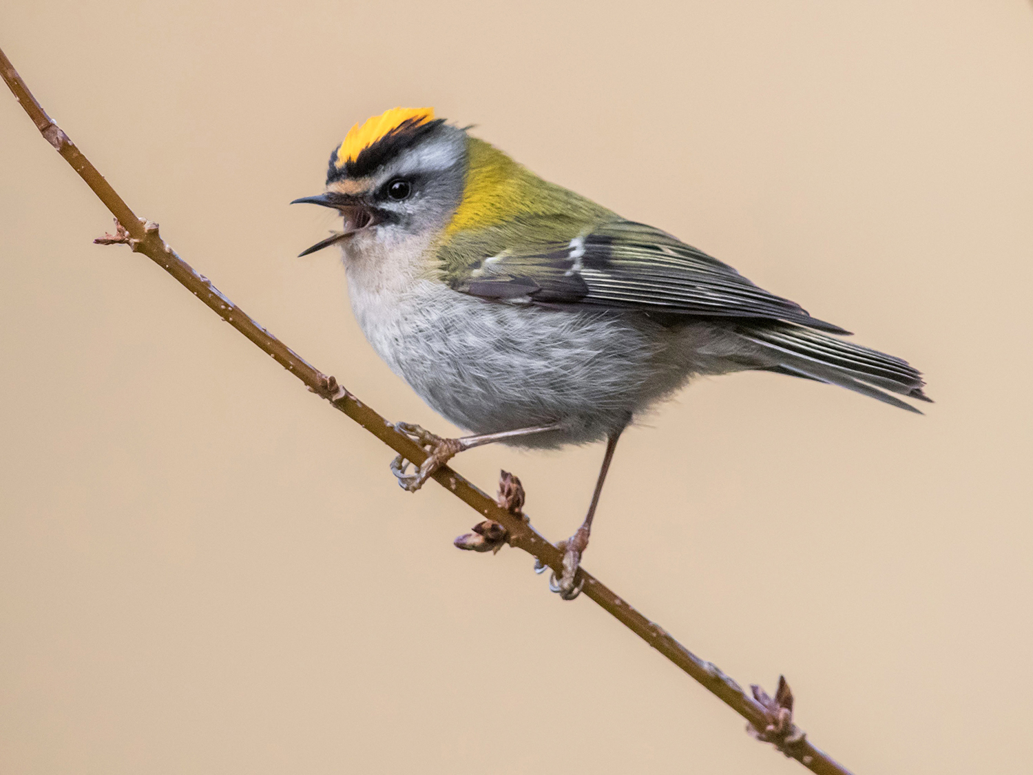 Fiorrancino (Regulus ignicapilla)