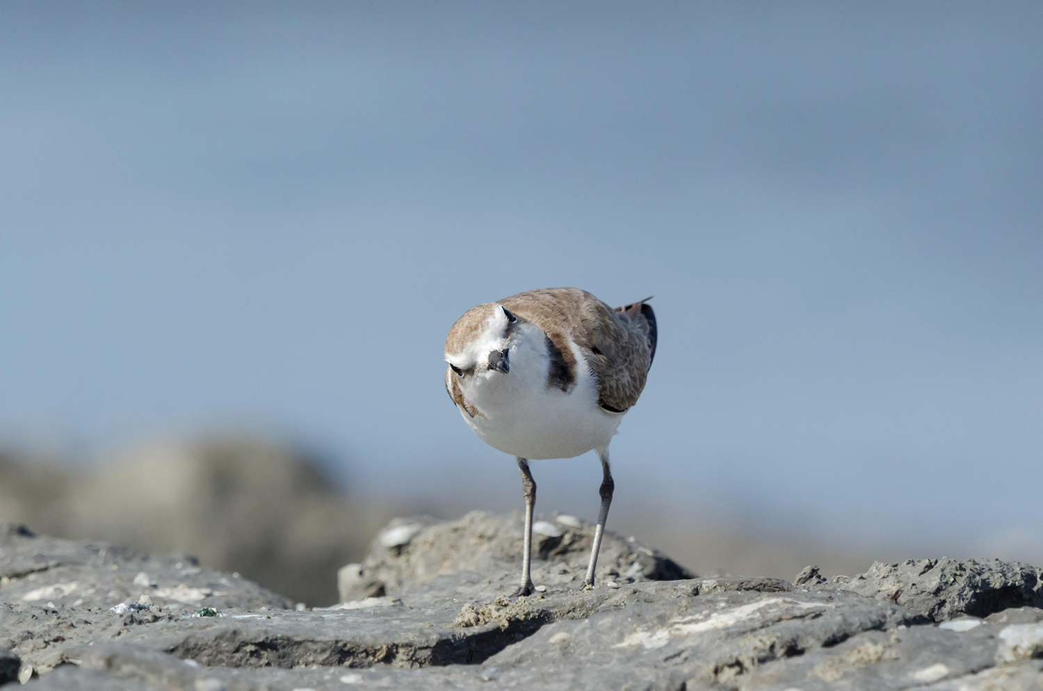 Fratino (Charadrius alexandrinus)